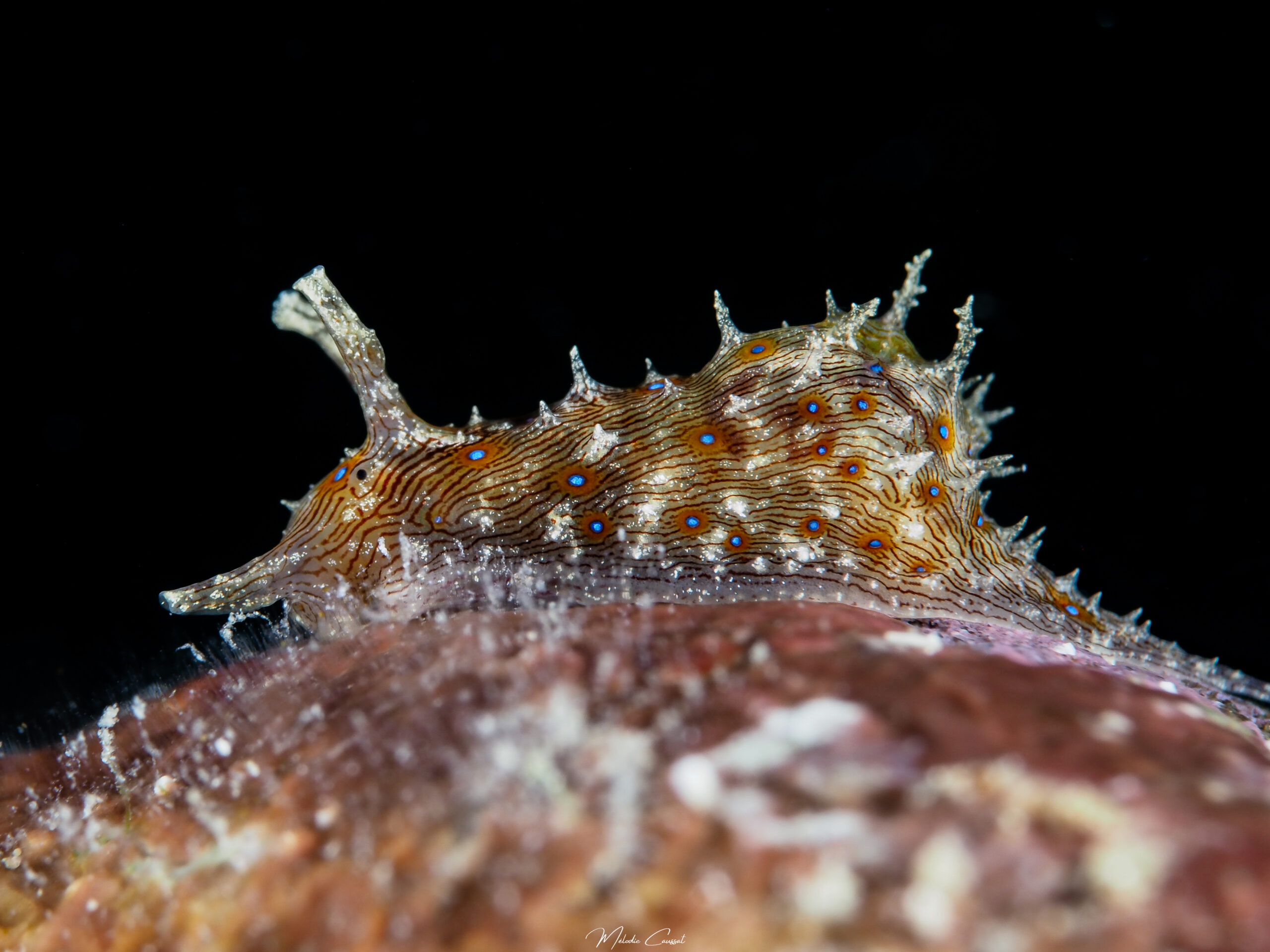 Stylocheilus polyomma