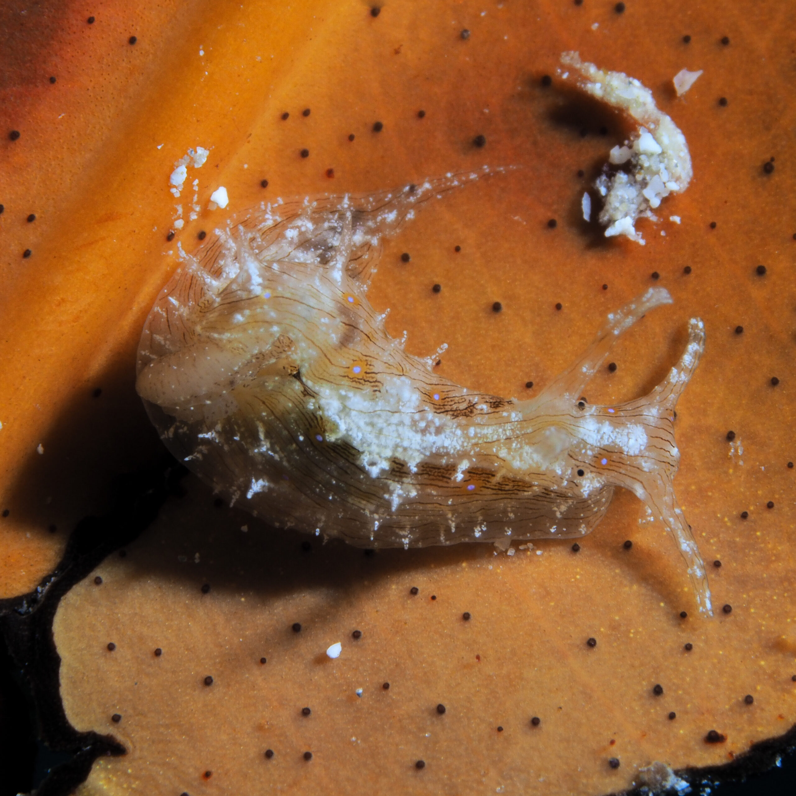 Stylocheilus polyomma