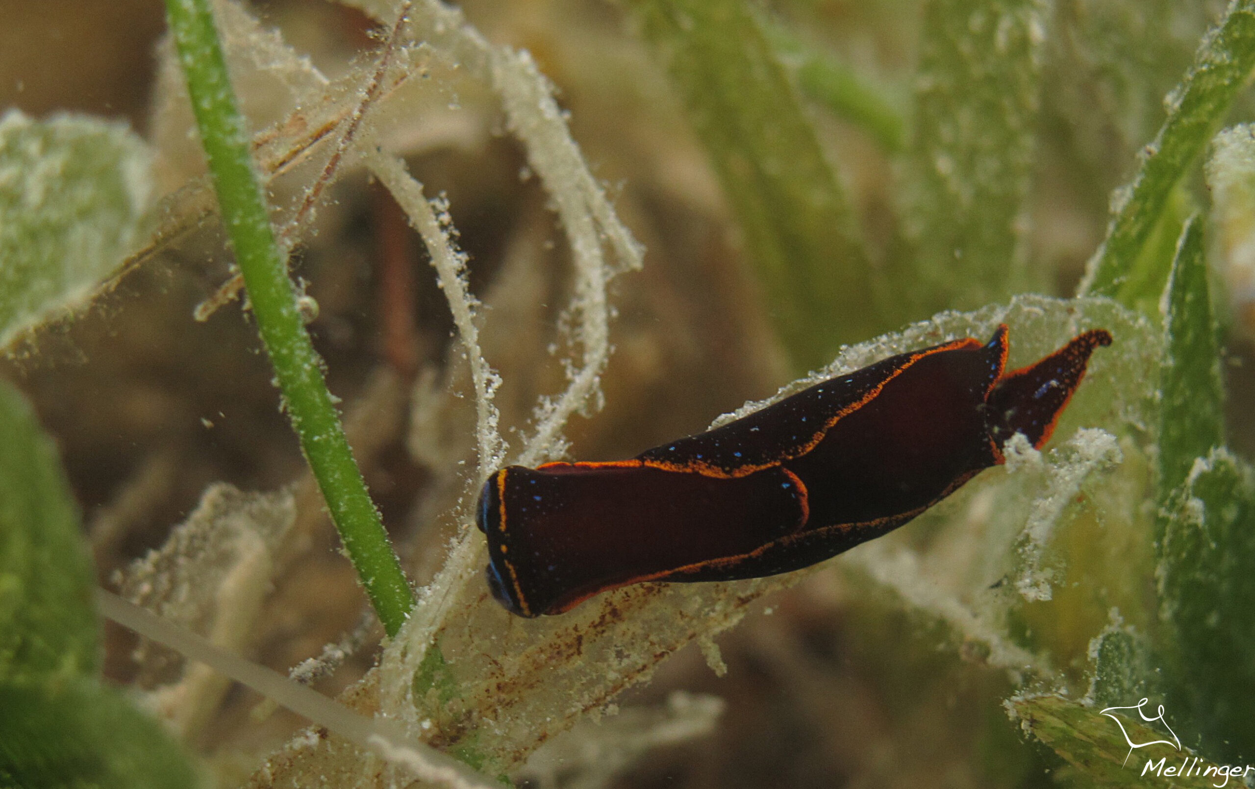 Camachoaglaja berolina