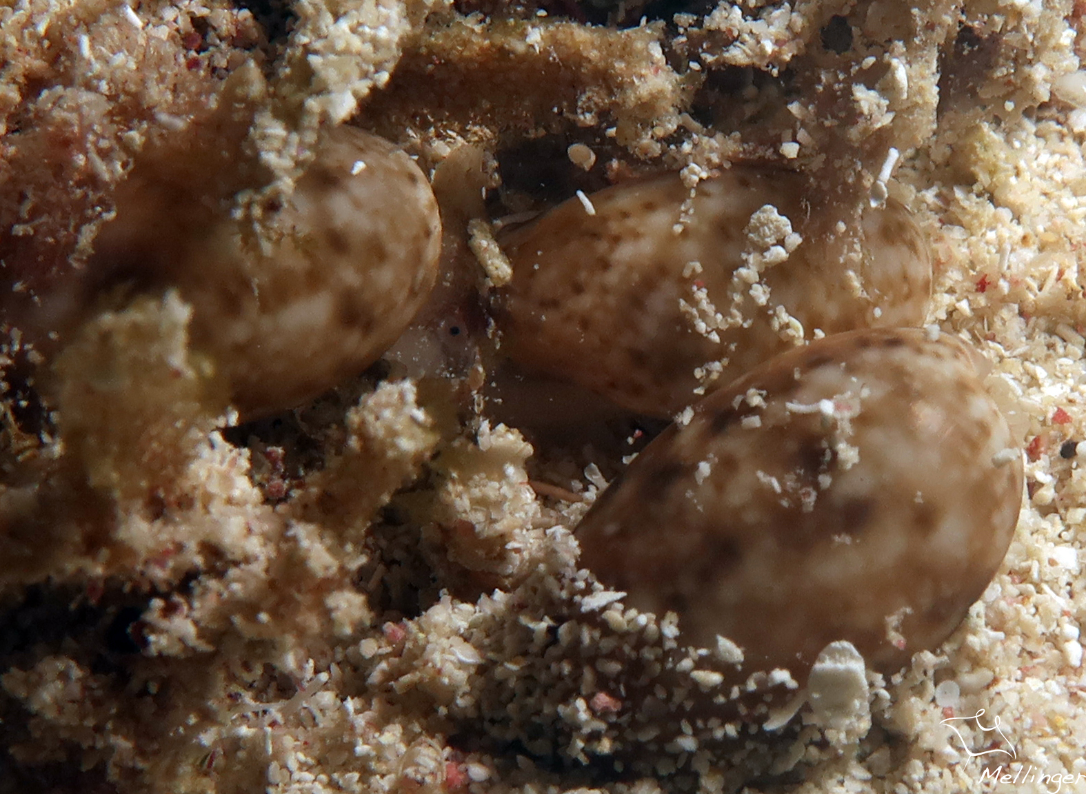 Bulla occidentalis