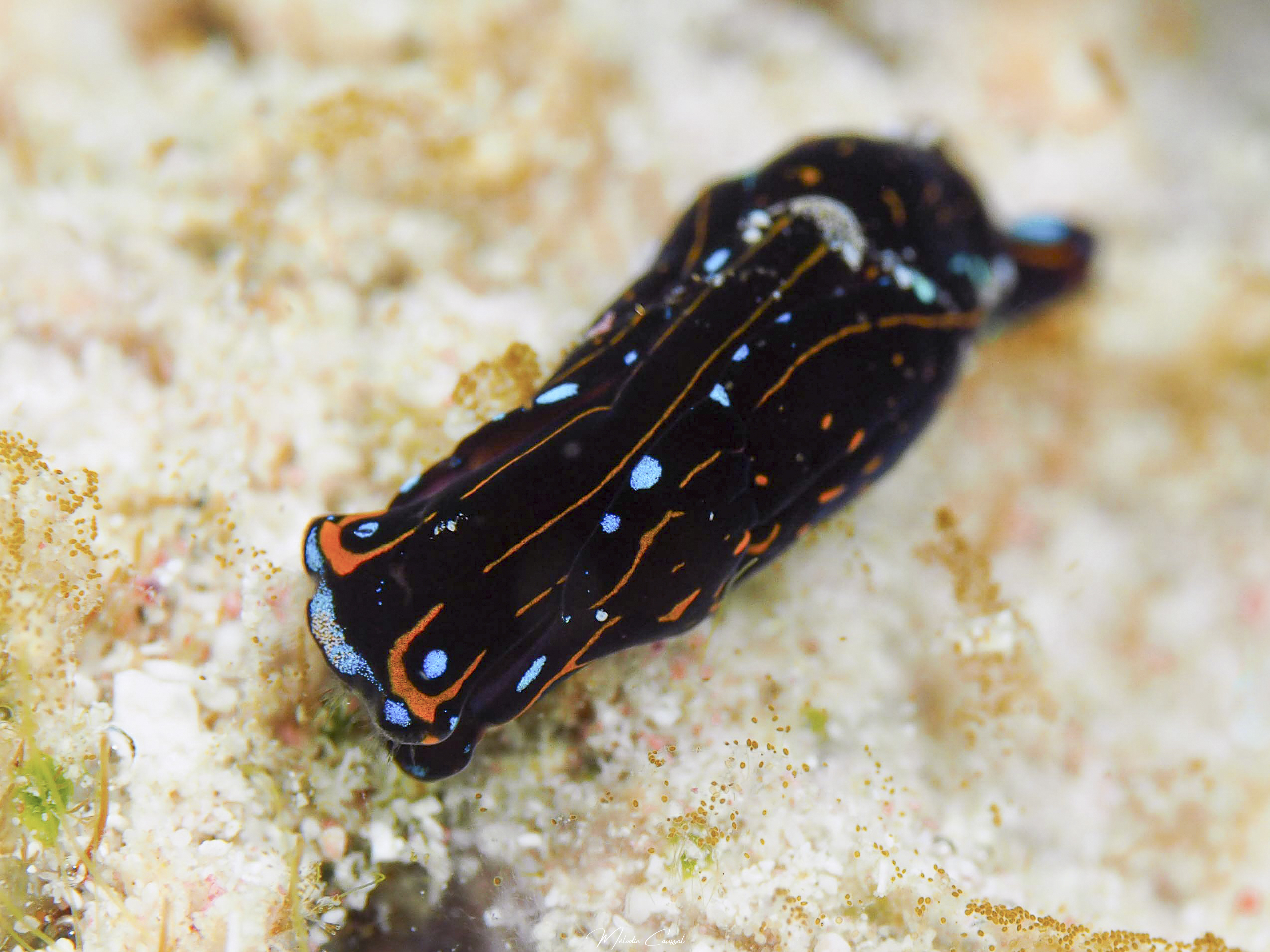 Chelidonura cubana