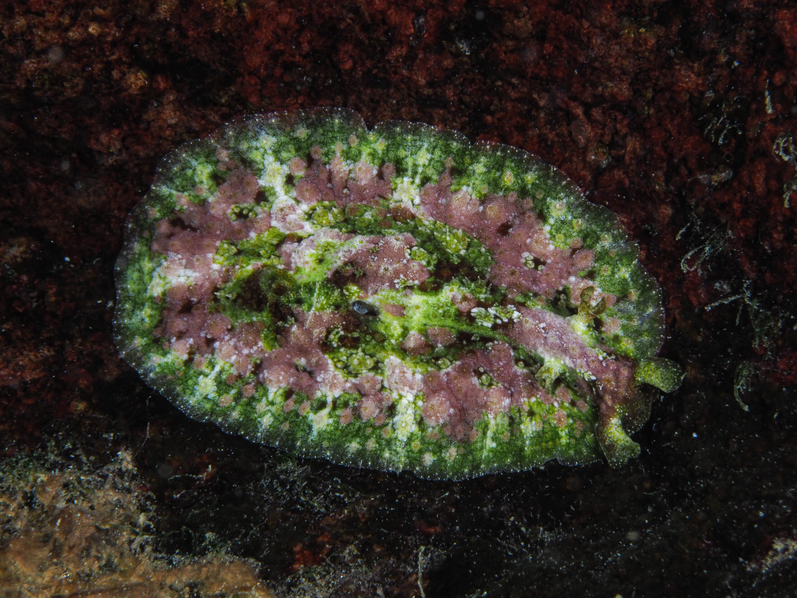 Dolabrifera dolabrifera