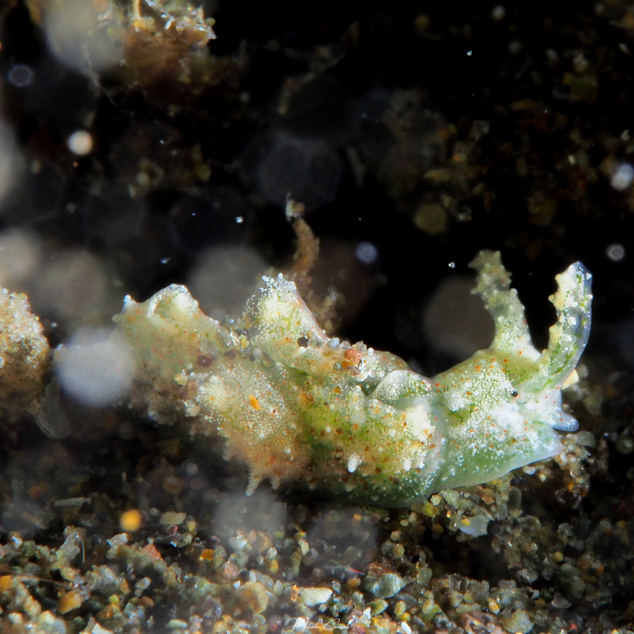 Elysia cornigera