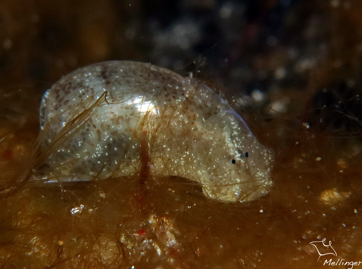 Haminoea elegans