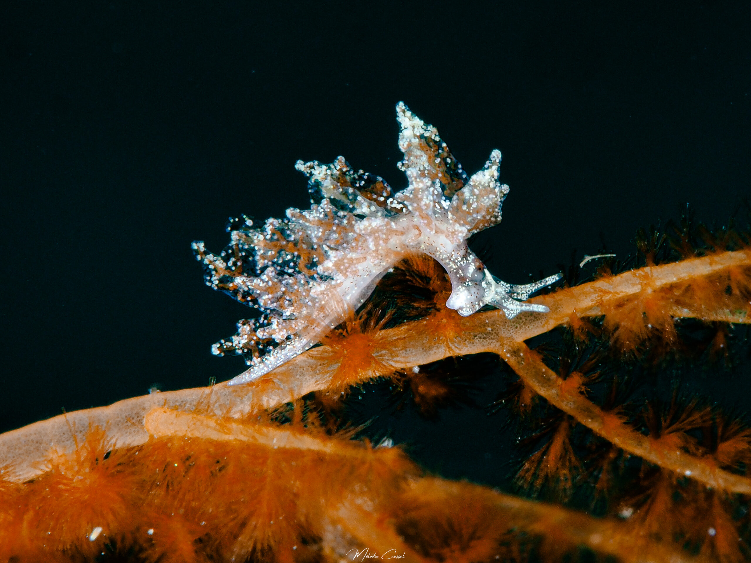 Hermea bifida