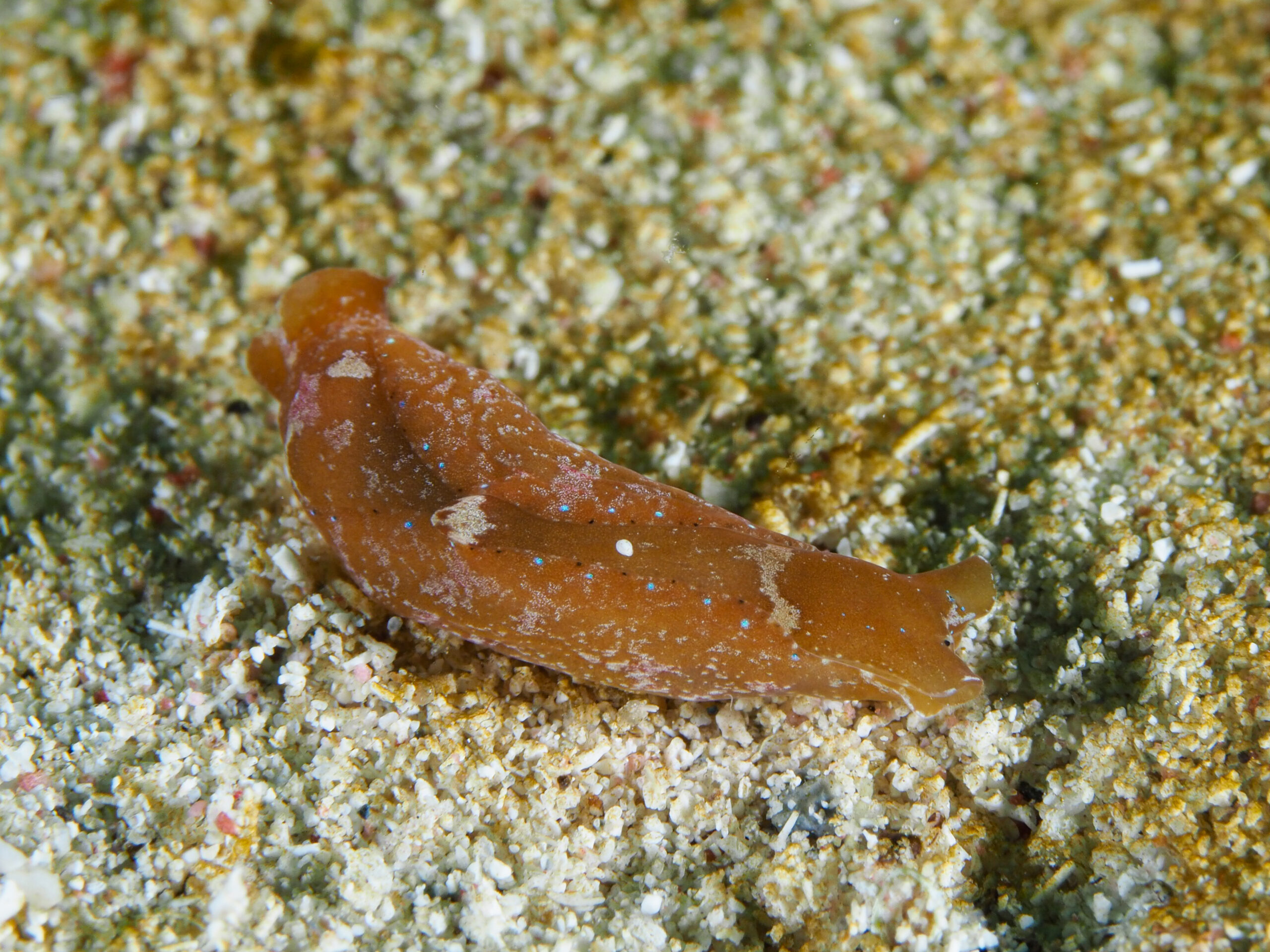 Navanax gemmatus