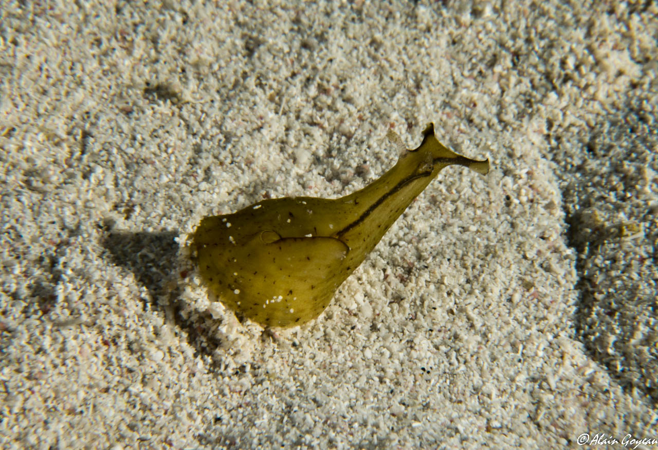 Petalifera petalifera