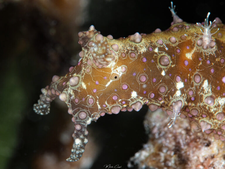 Petalifera ramosa