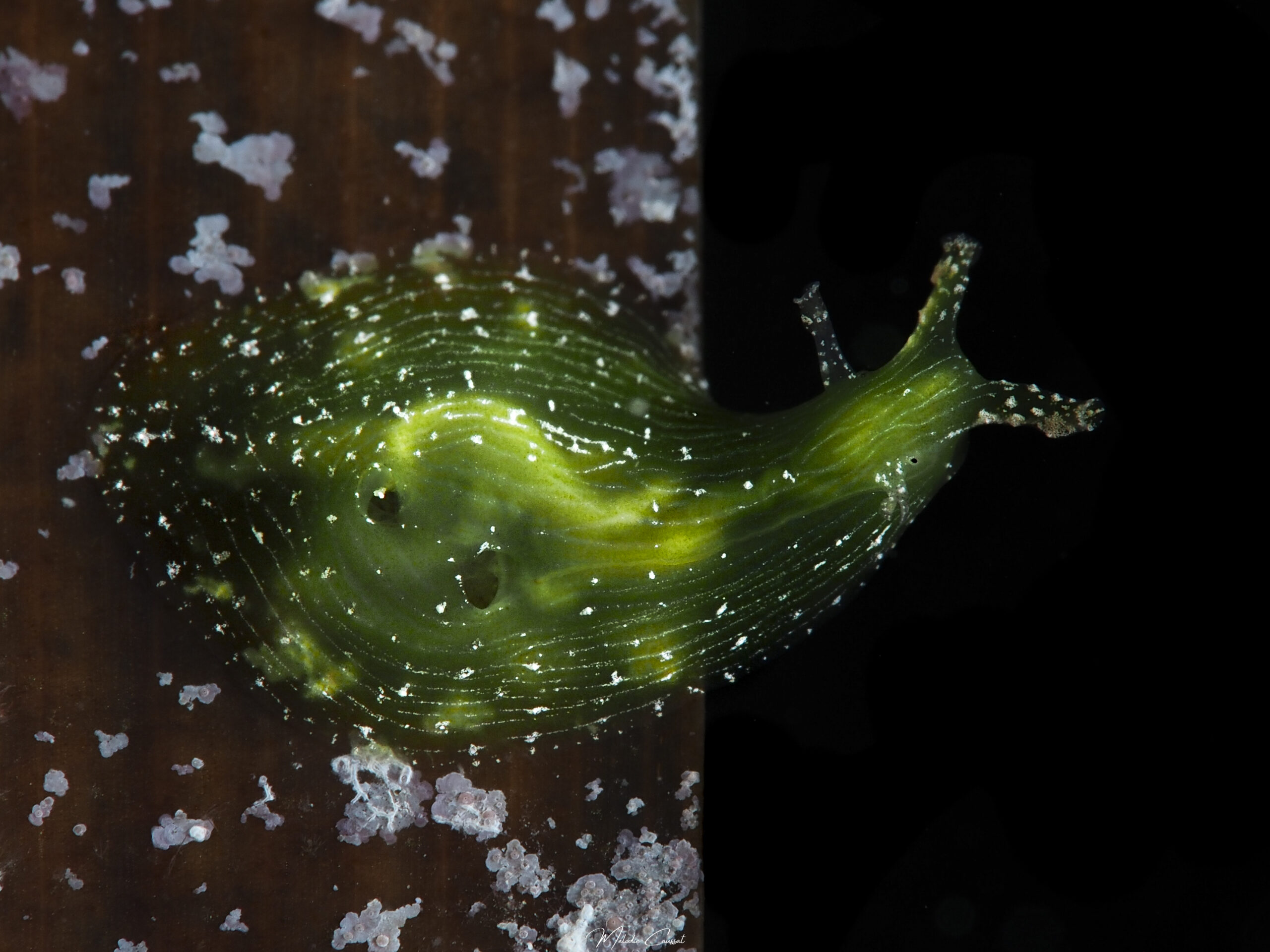 Phyllaplysia engeli