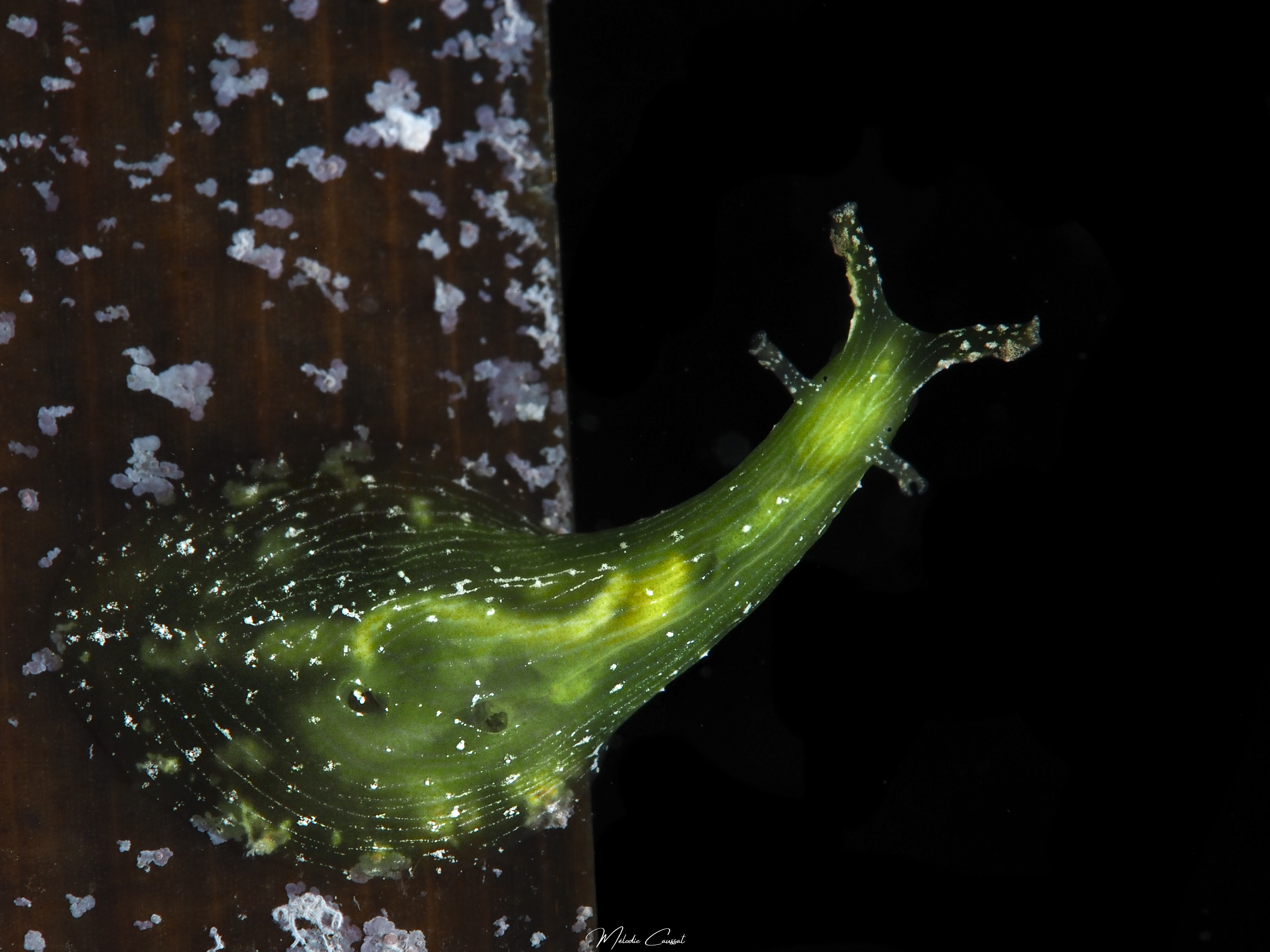 Phyllaplysia engeli