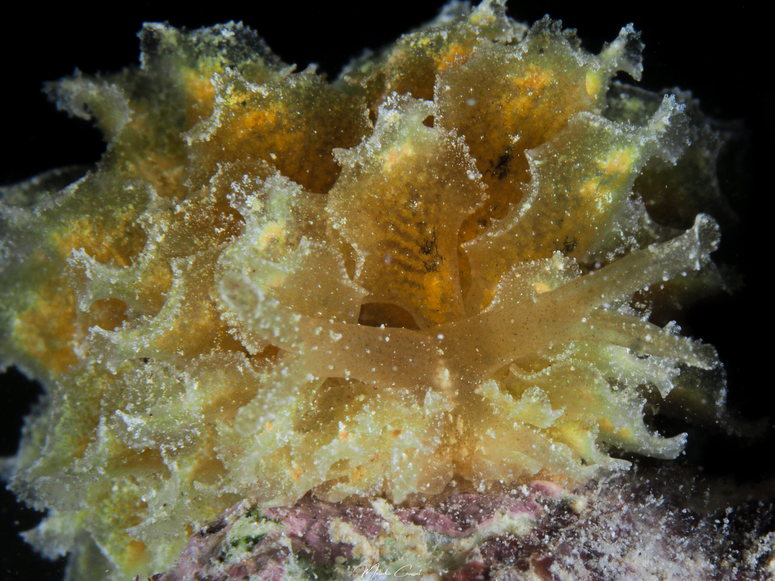 Polybranchia schmekelae