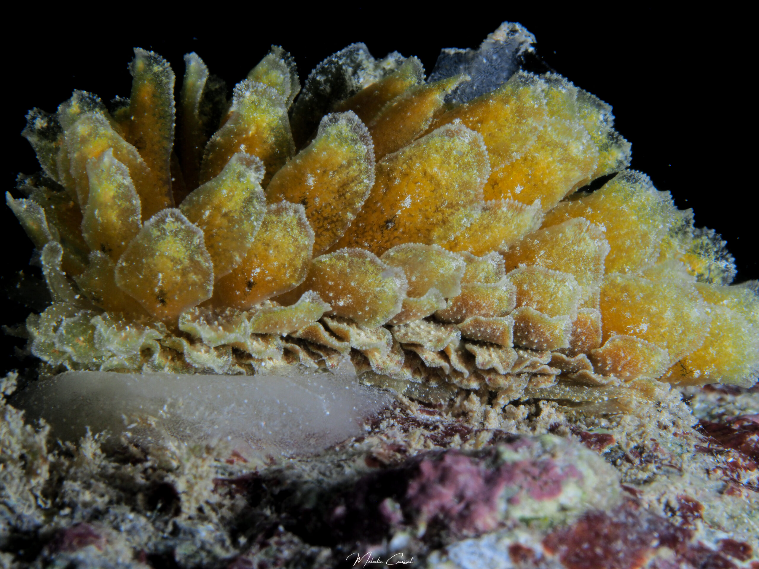 Polybranchia schmekelae