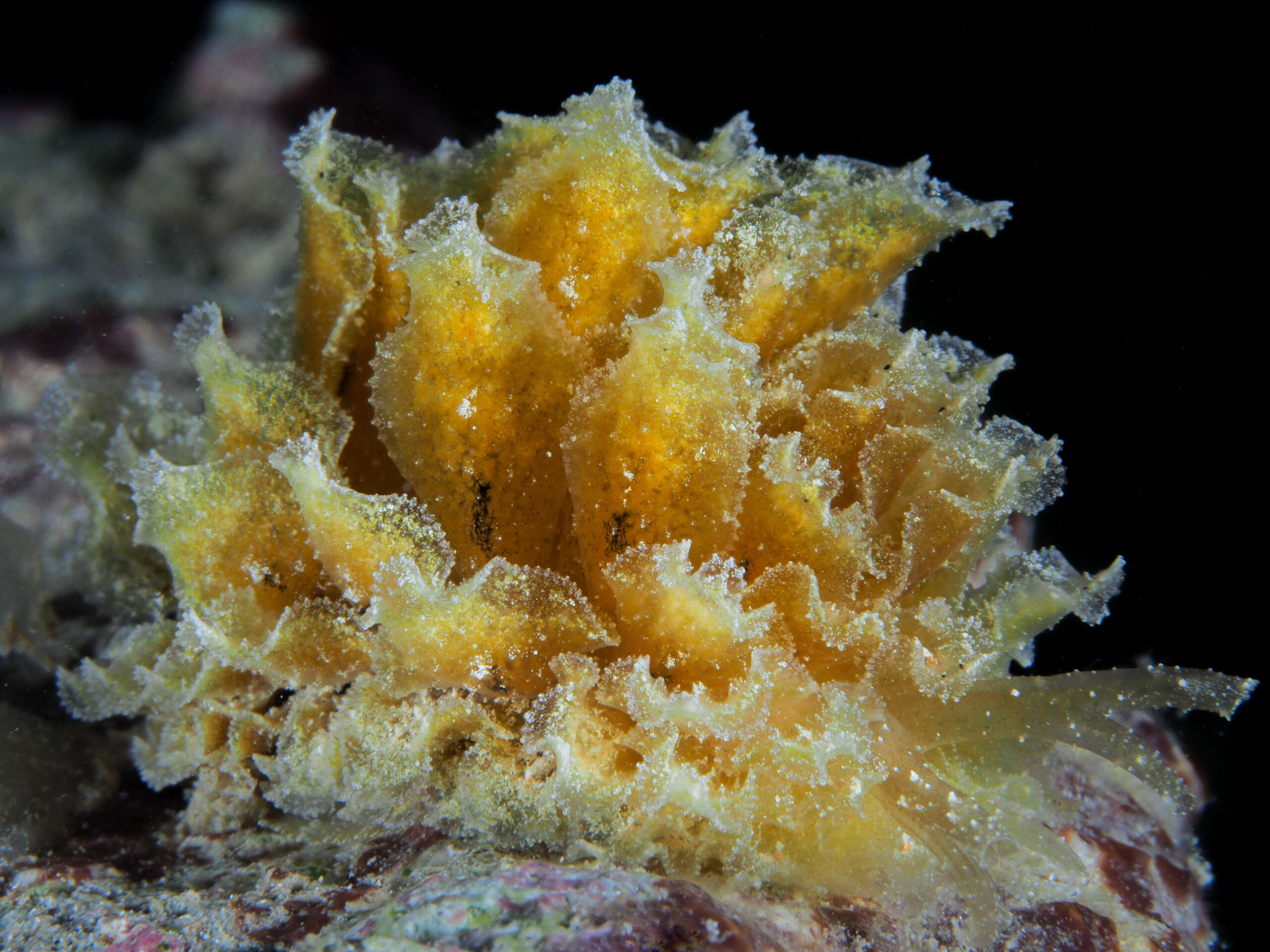 Polybranchia schmekelae