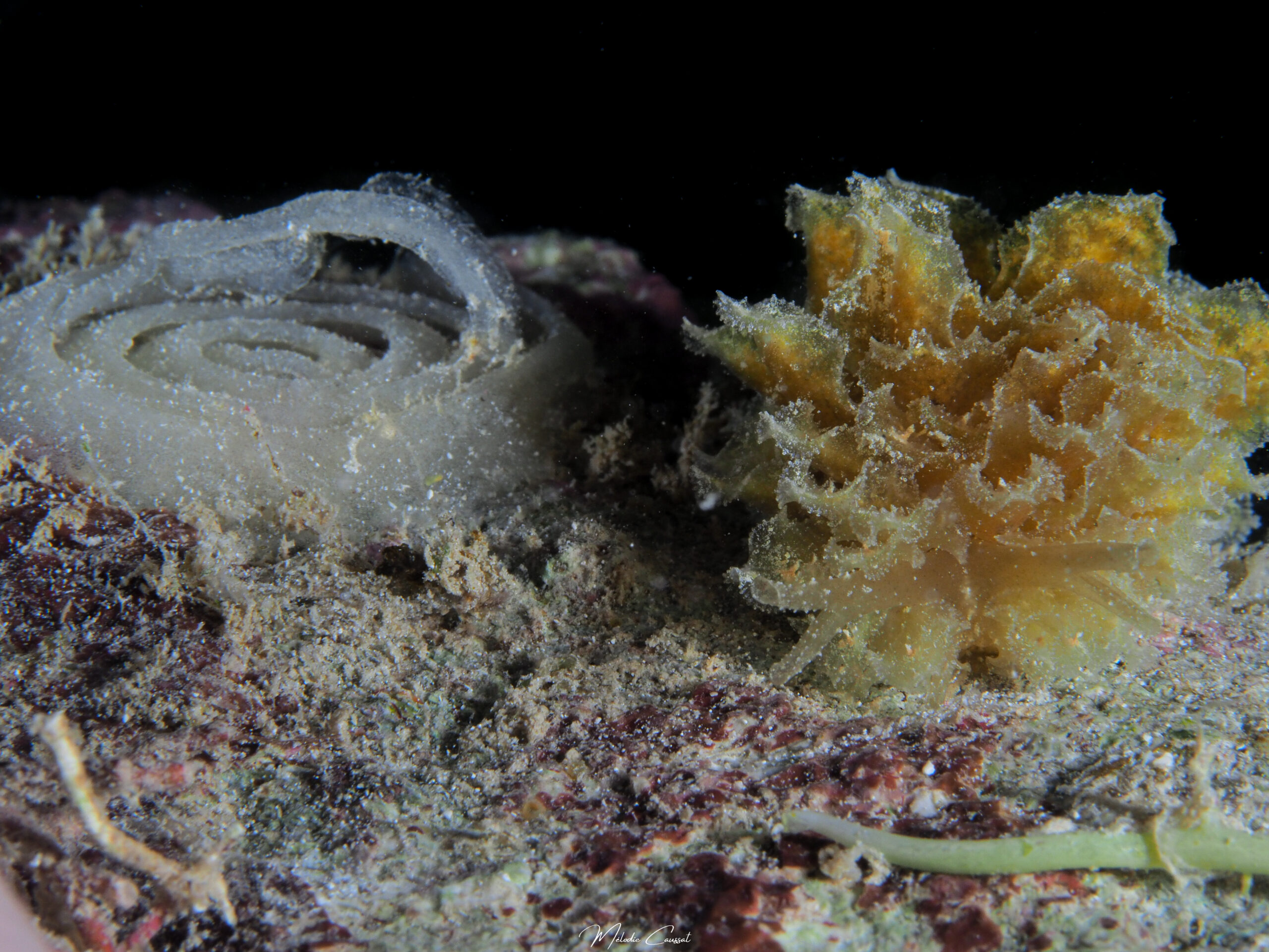 Polybranchia schmekelae