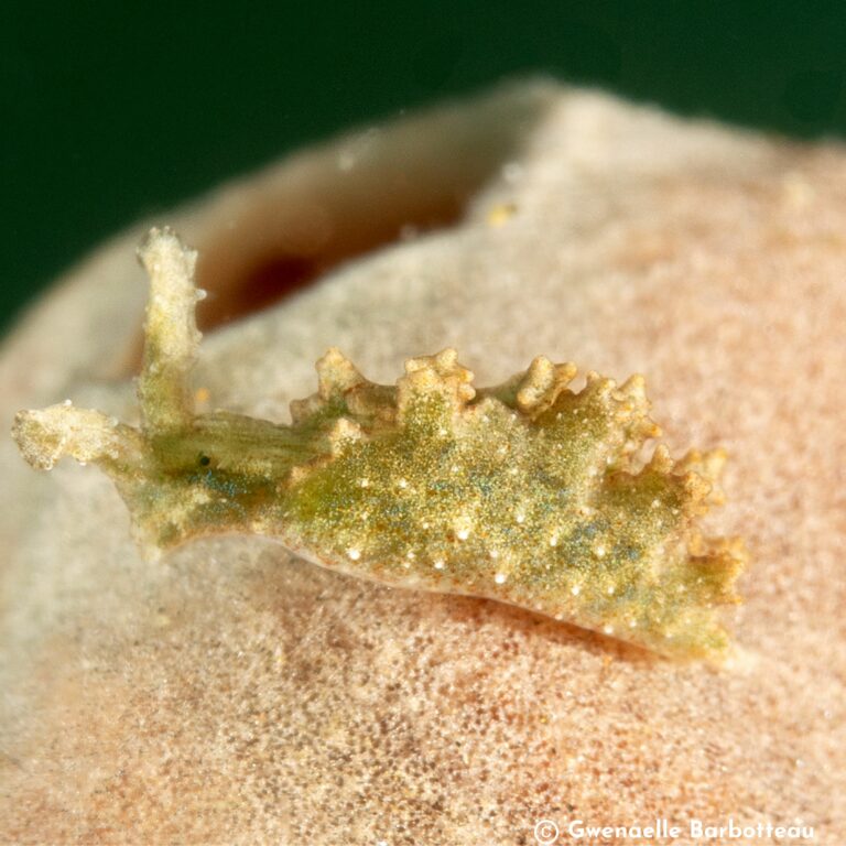 Elysia annedupontae