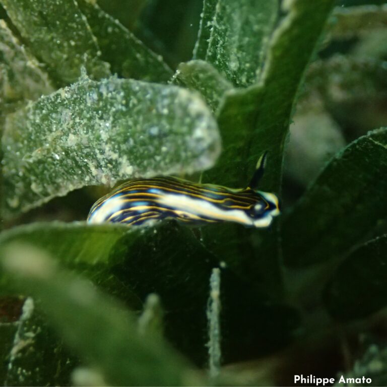 Felimare ruthae
