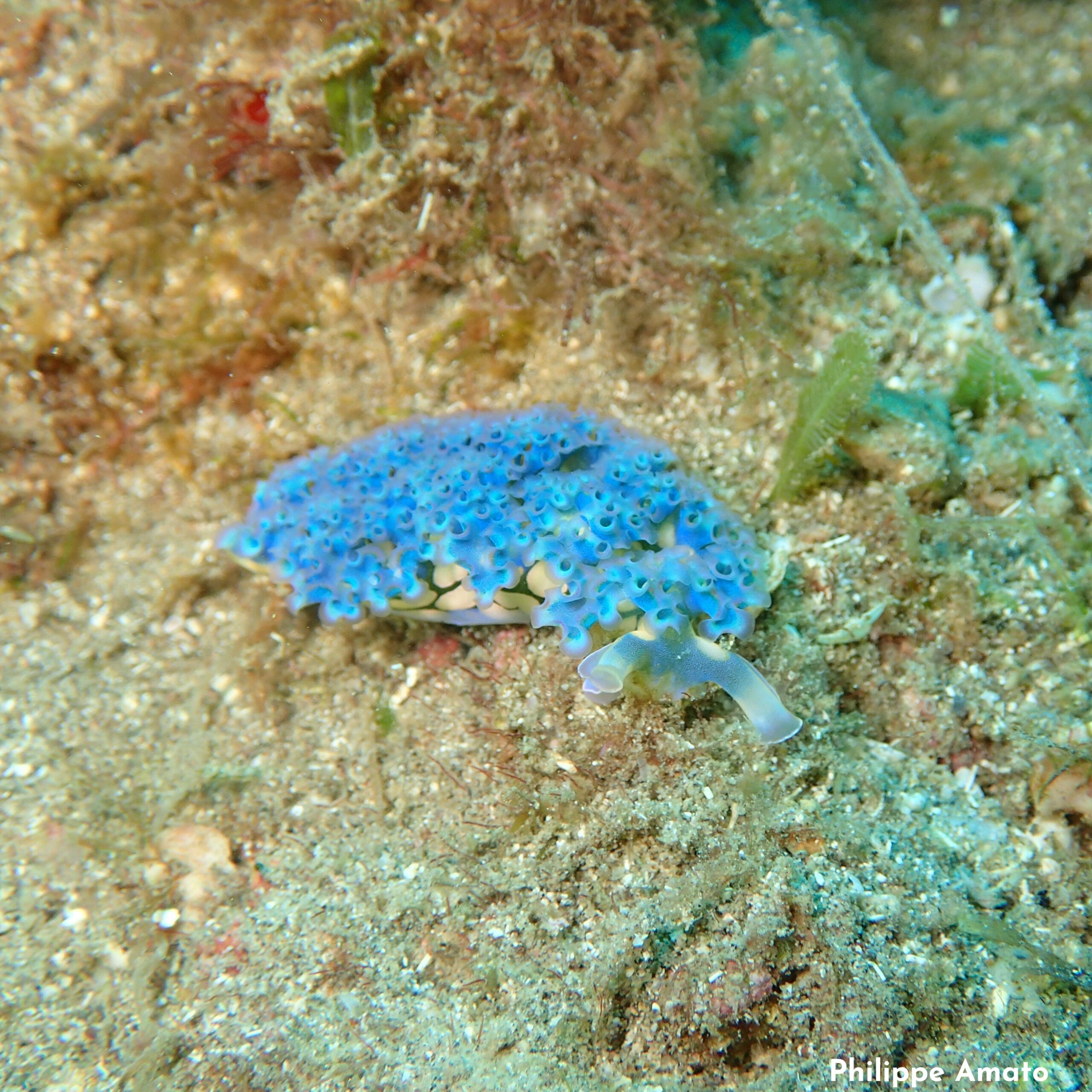 Elysia crispata