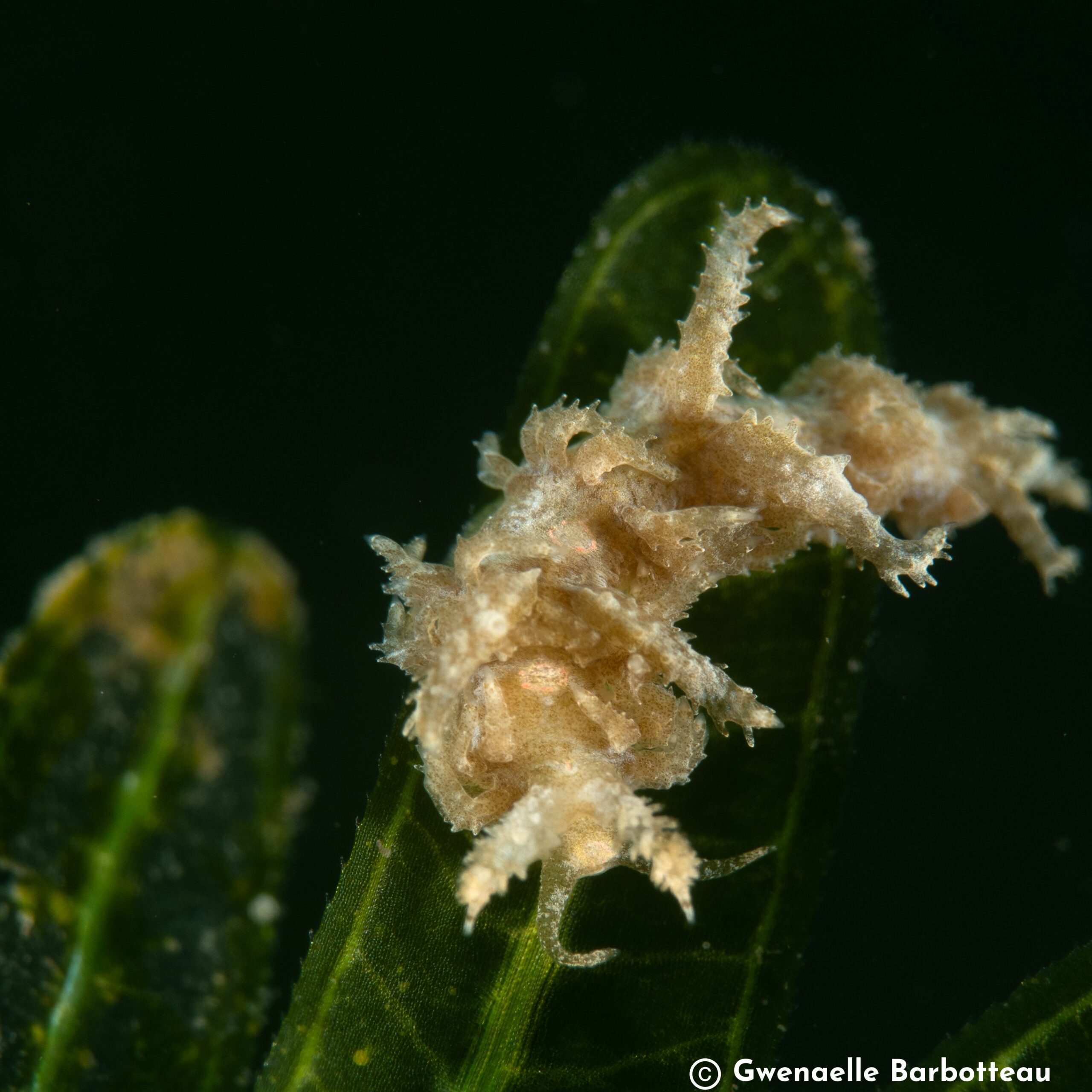 Limenandra nodosa