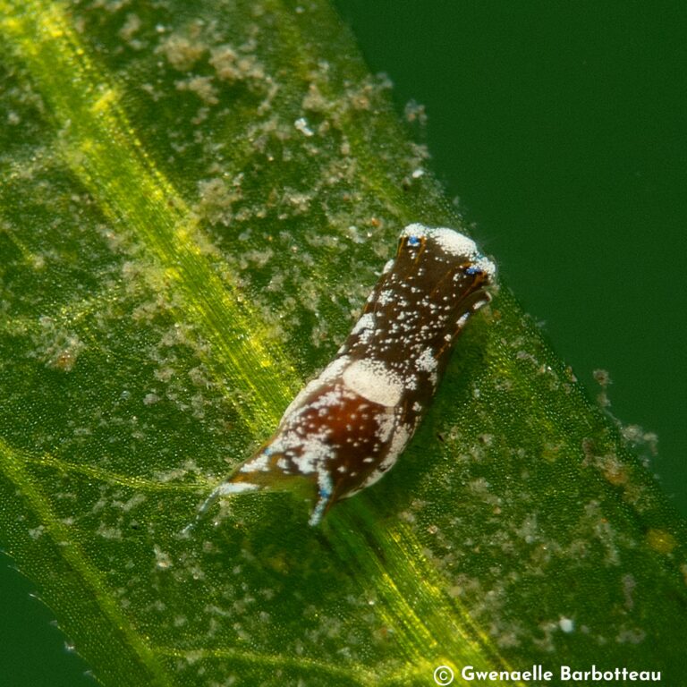 Chelidonura cubana