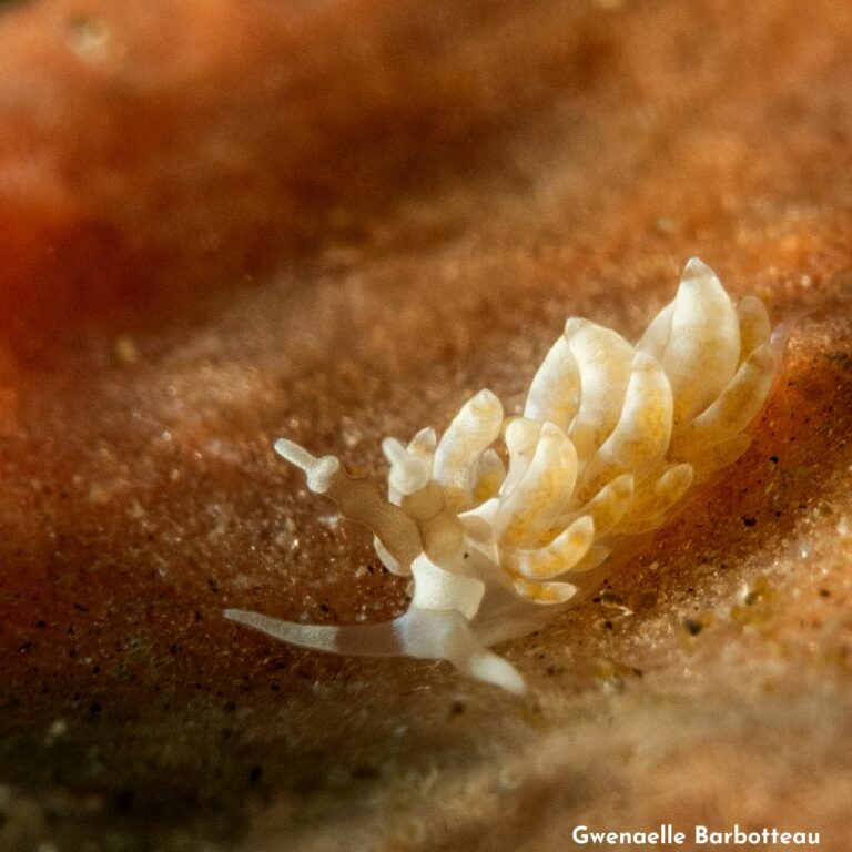 Favorinus auritulus
