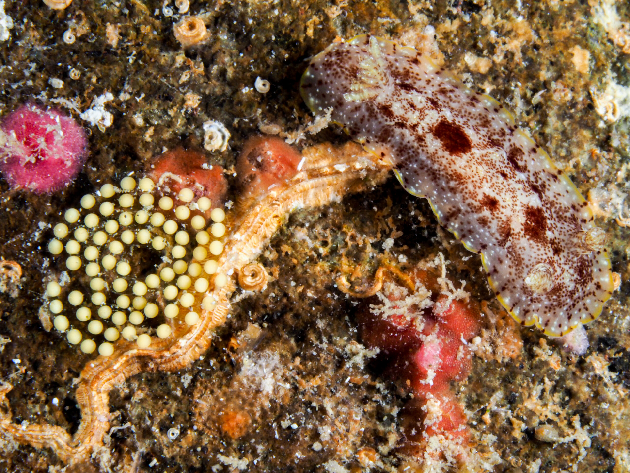 Ponte Aphelodoris antillensis