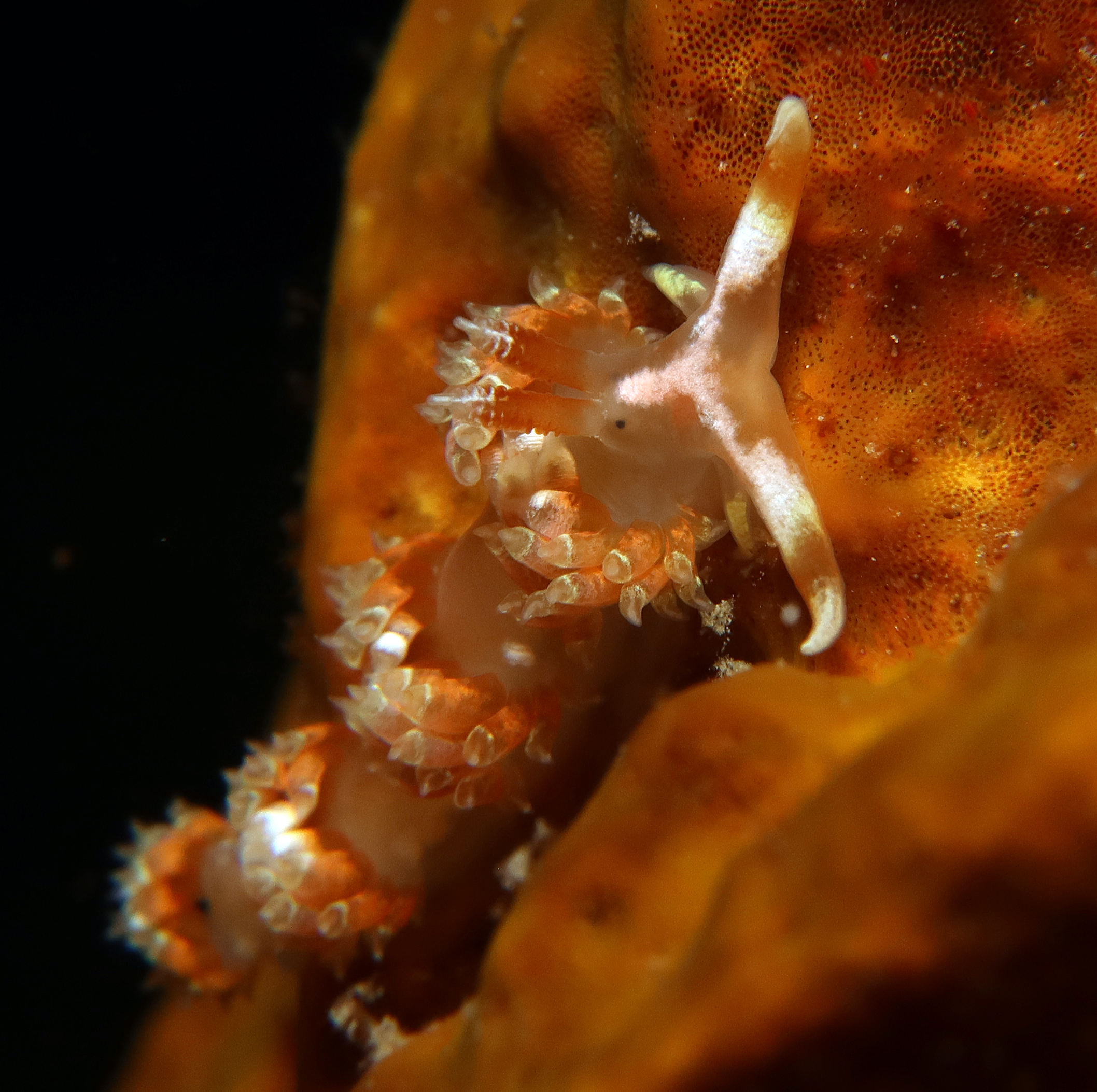 Austraeolis catina 