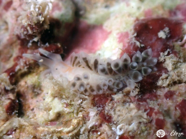 Berghia sp.