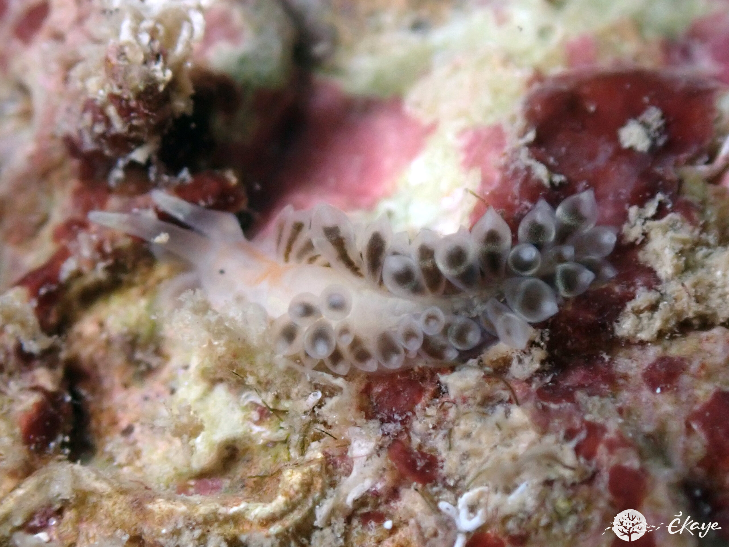 Berghia sp.
