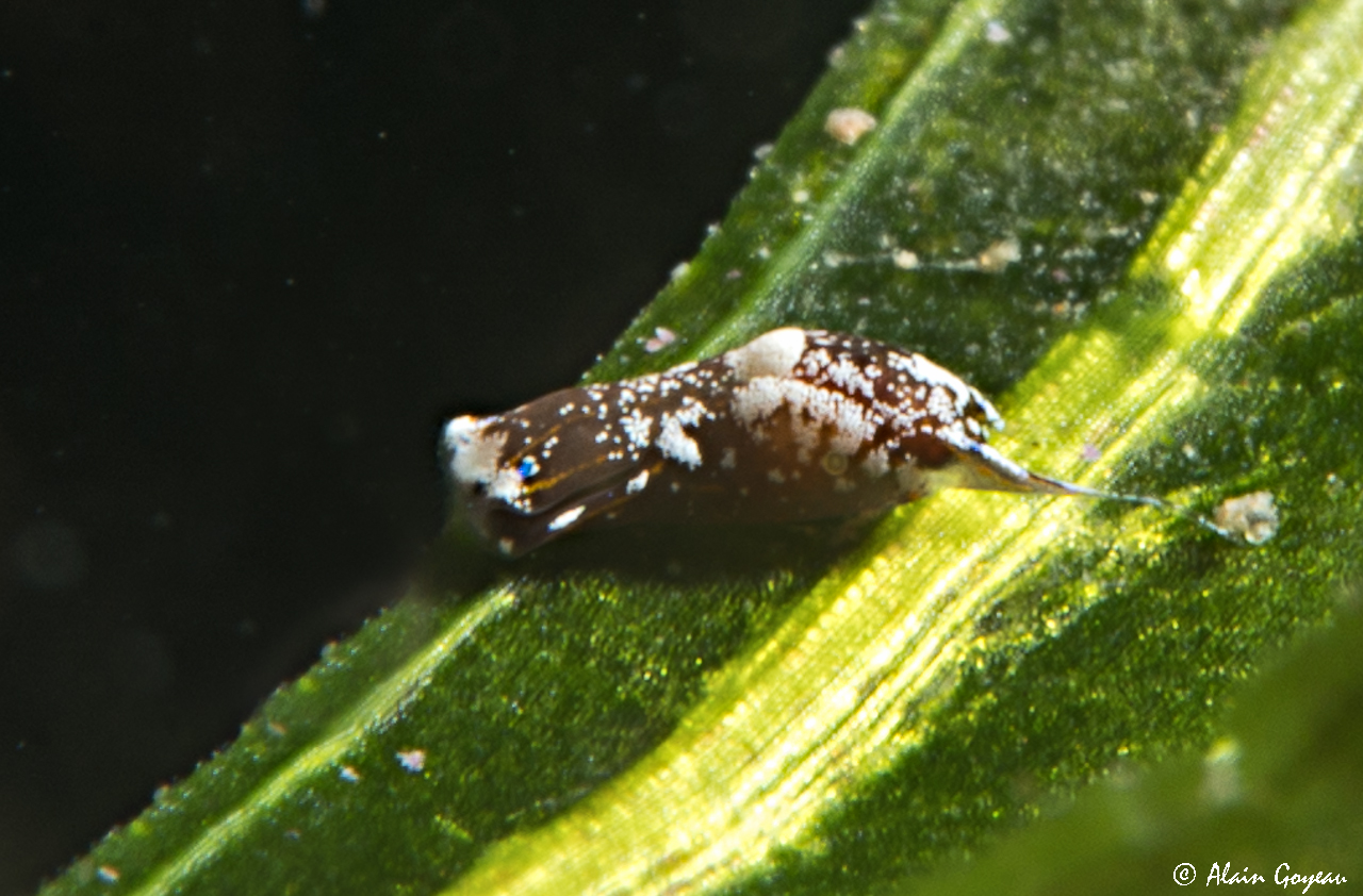 Chelidonura cubana
