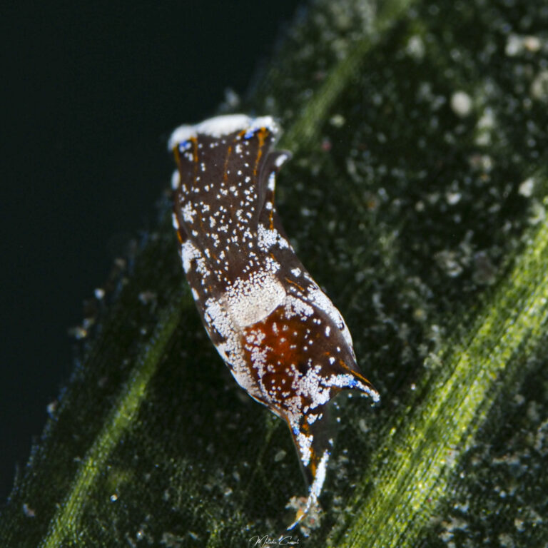 Chelidonura cubana
