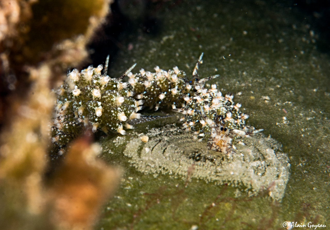 Costasiella ocellifera