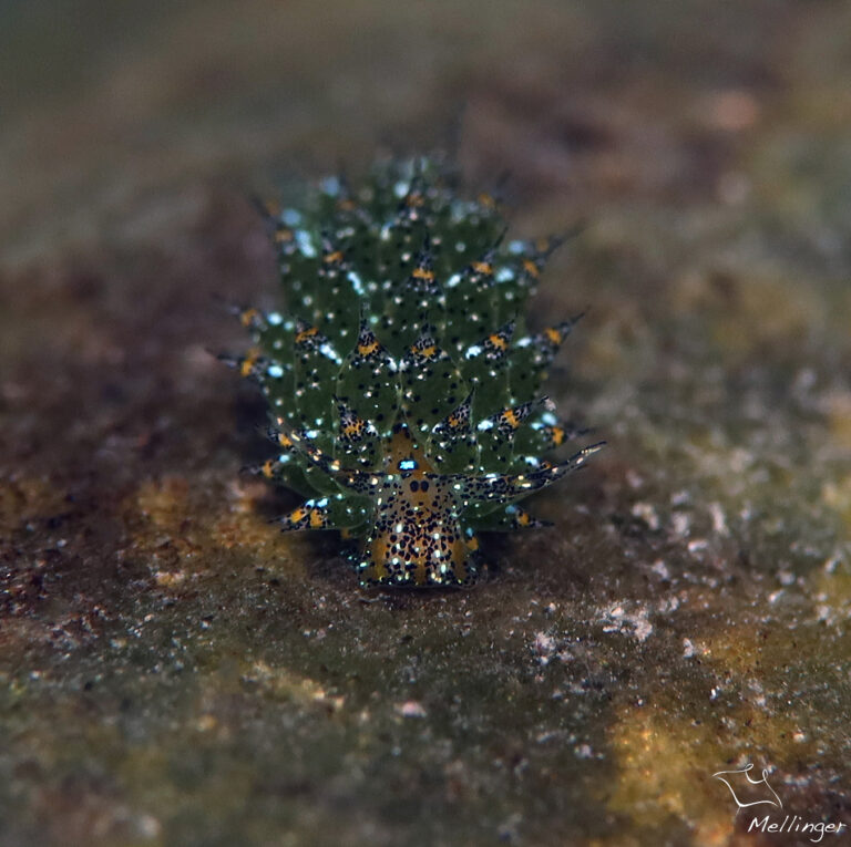 Costasiella ocellifera