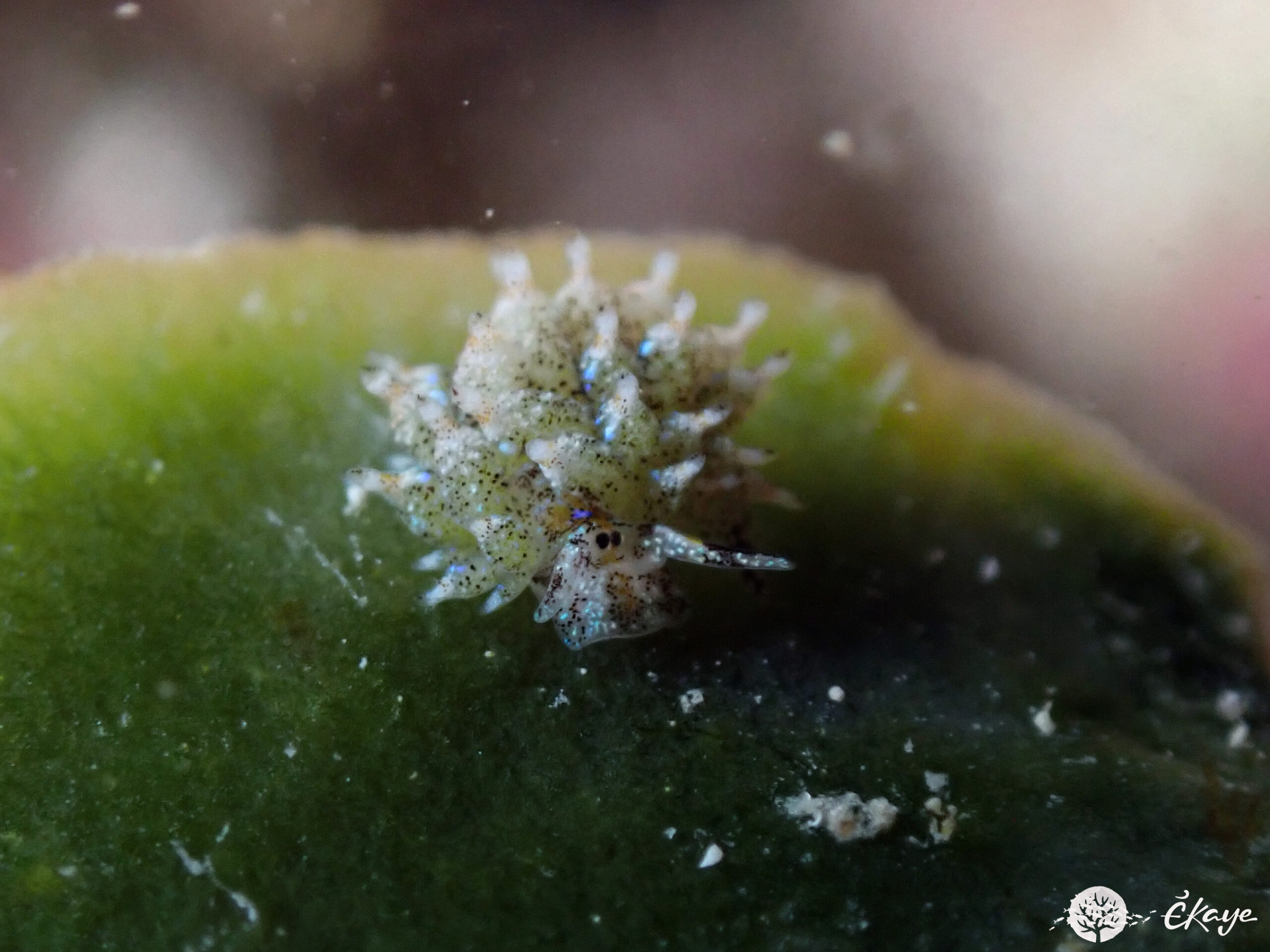 Costasiella ocellifera