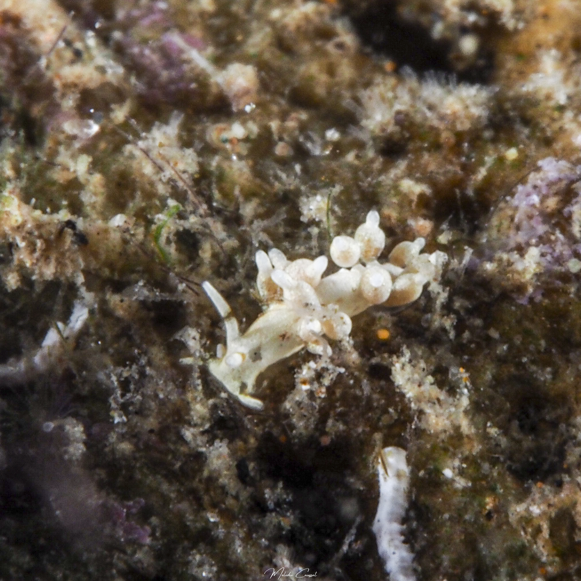 Cuthona tina