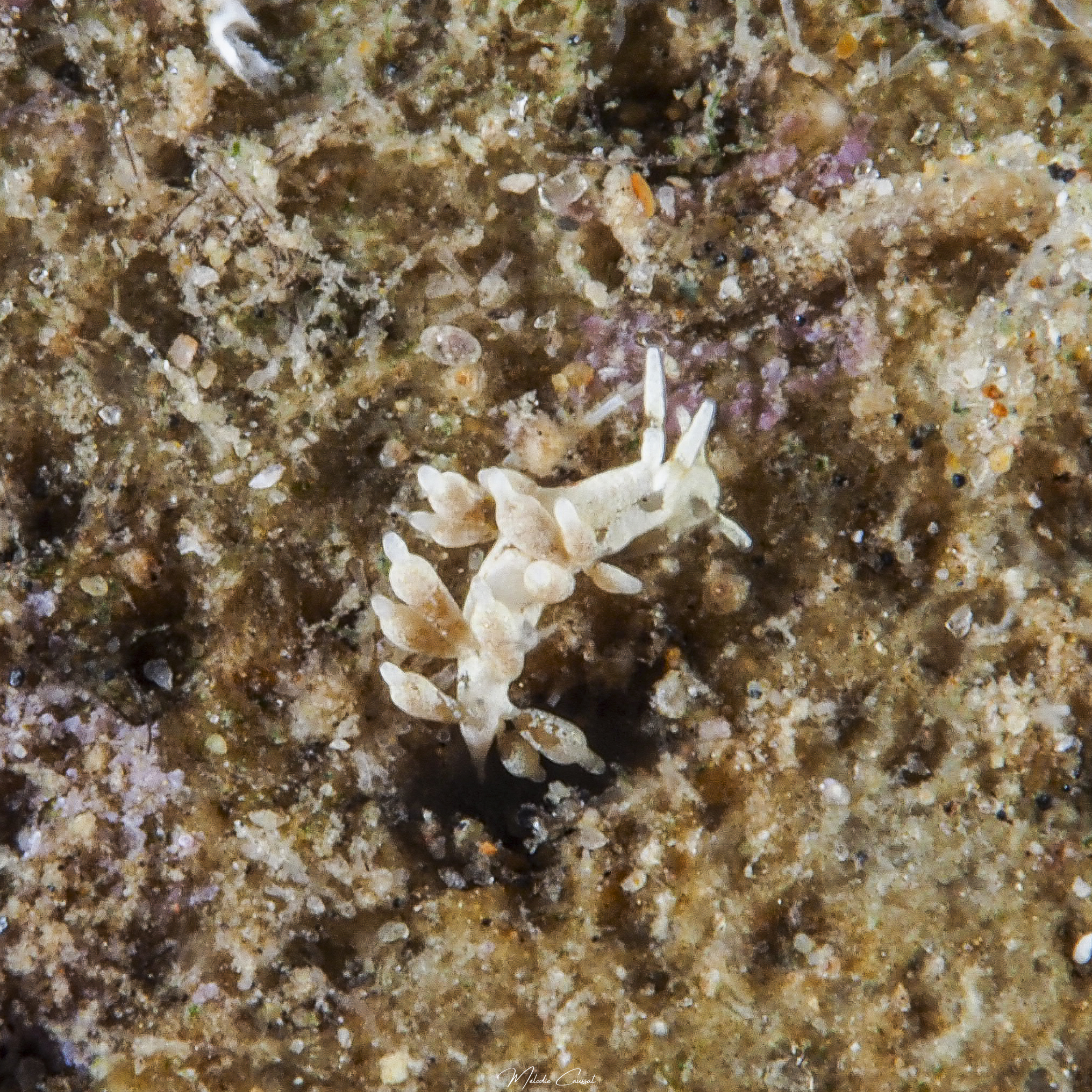 Cuthona tina