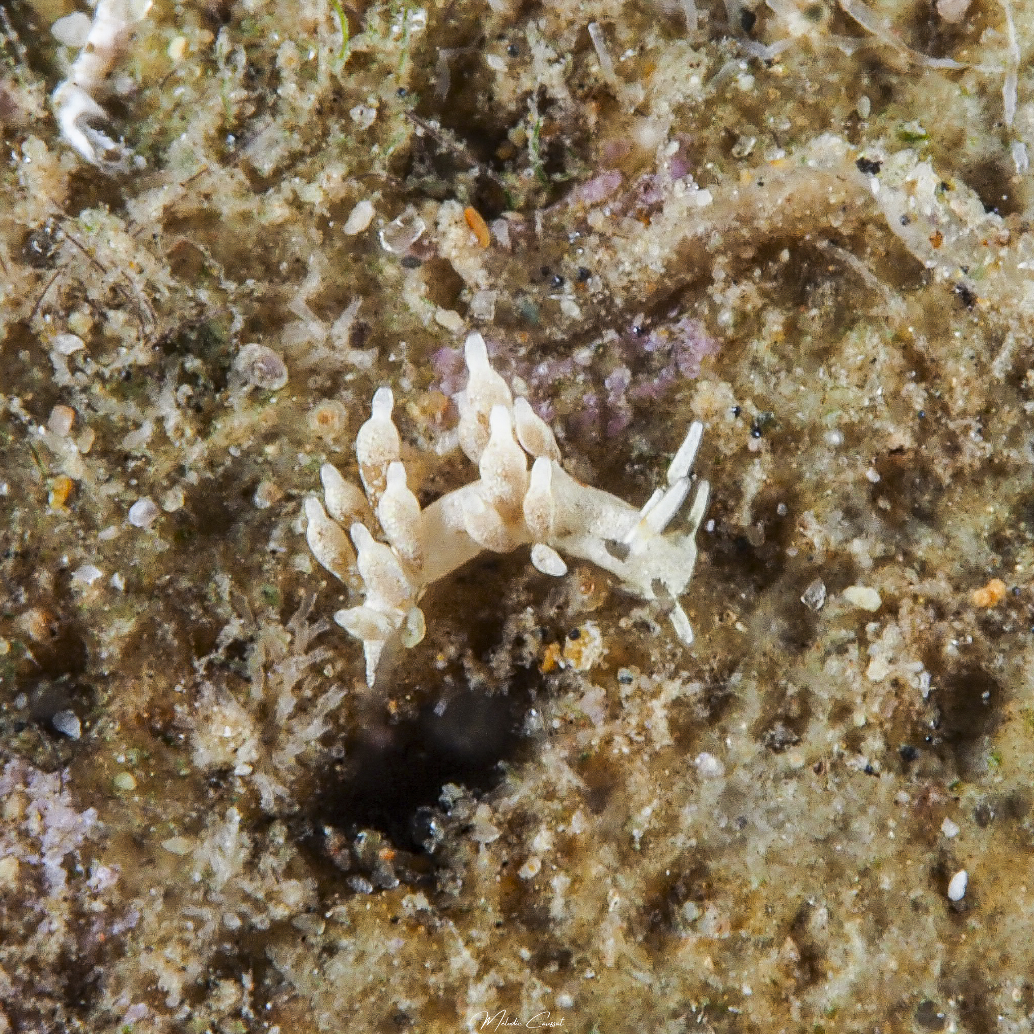 Cuthona tina