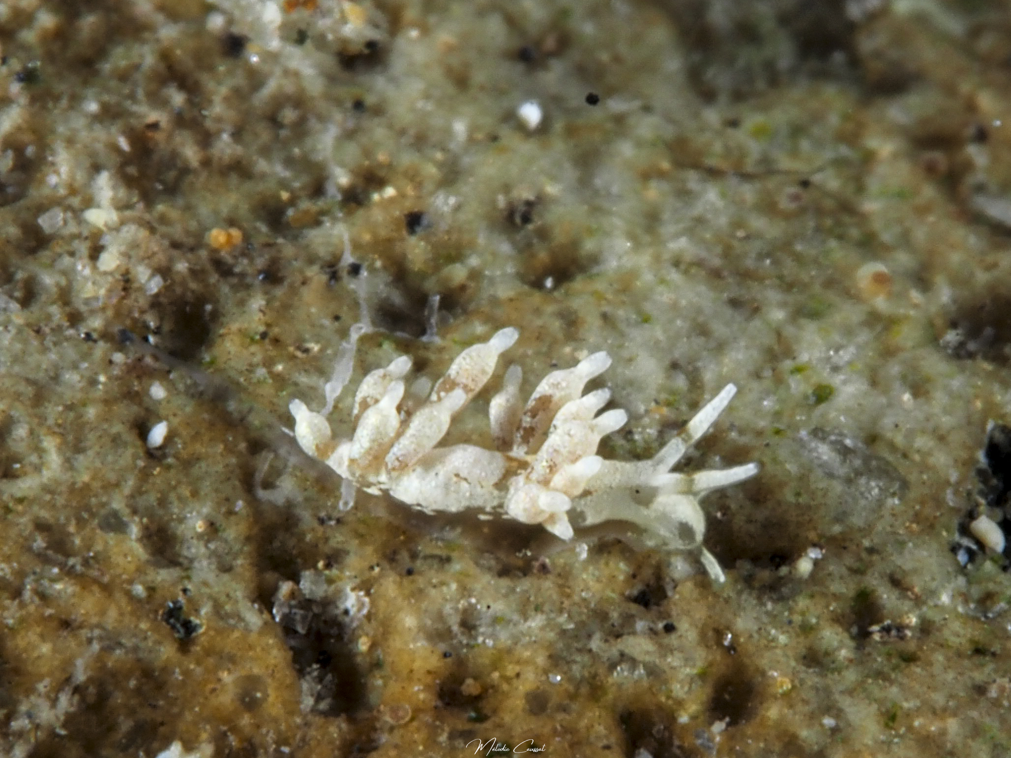 Cuthona tina