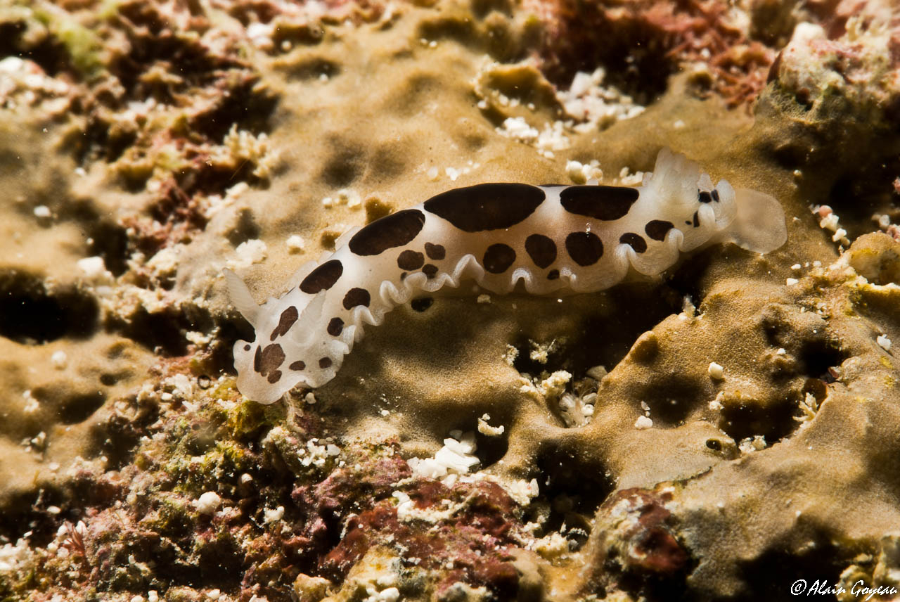 Dendrodoris karukeraensis 