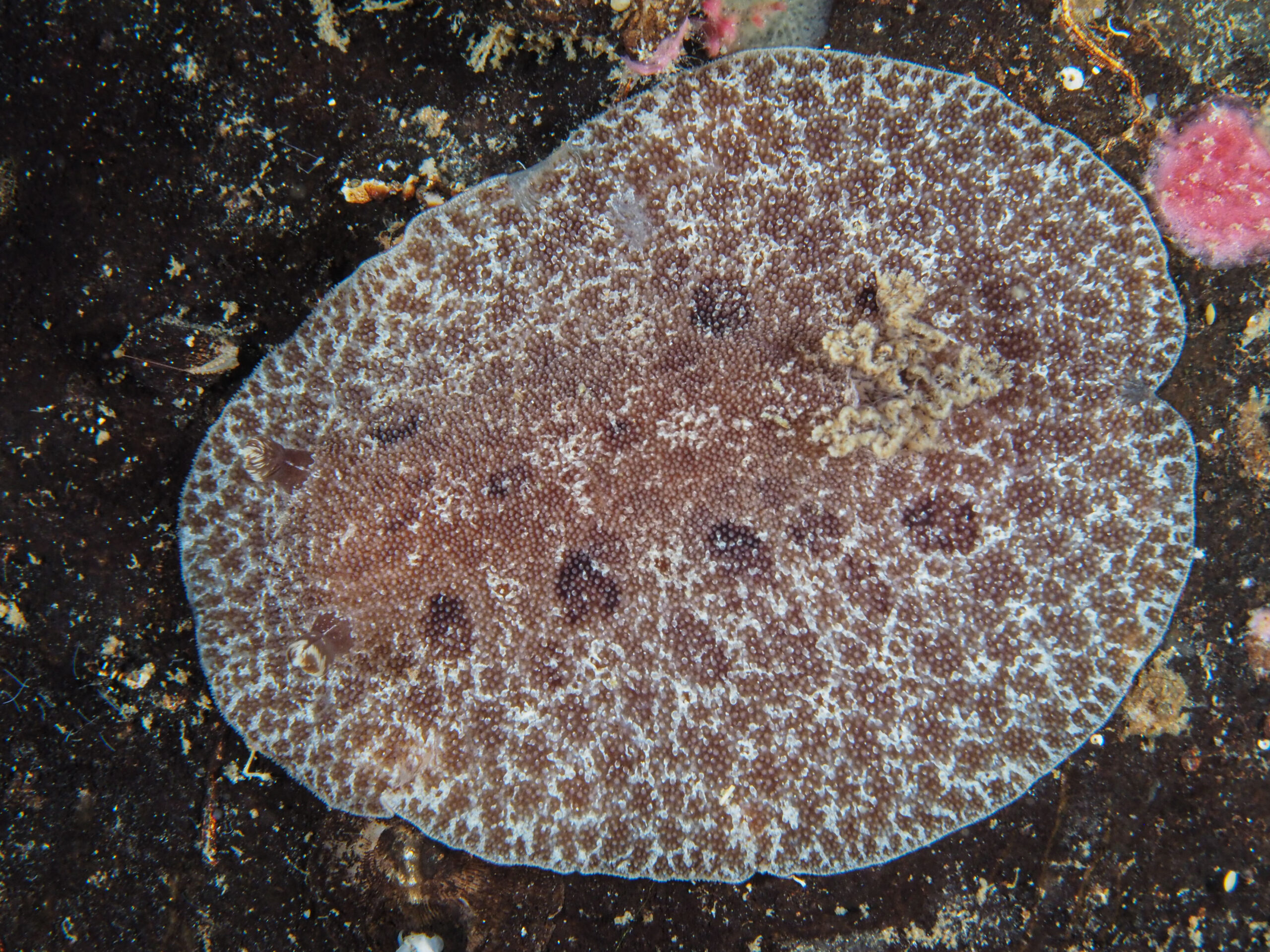 Discodoris branneri 