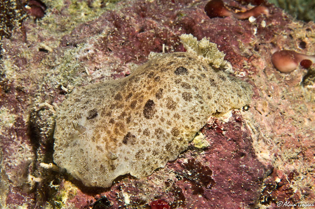 Discodoris branneri 