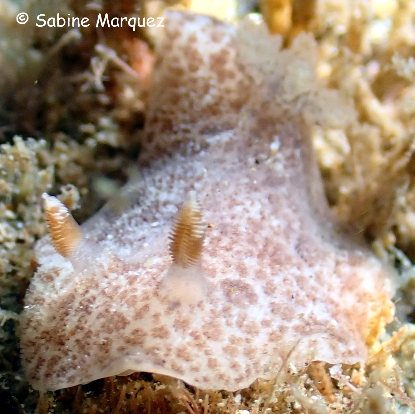 Tayuva lilacina 