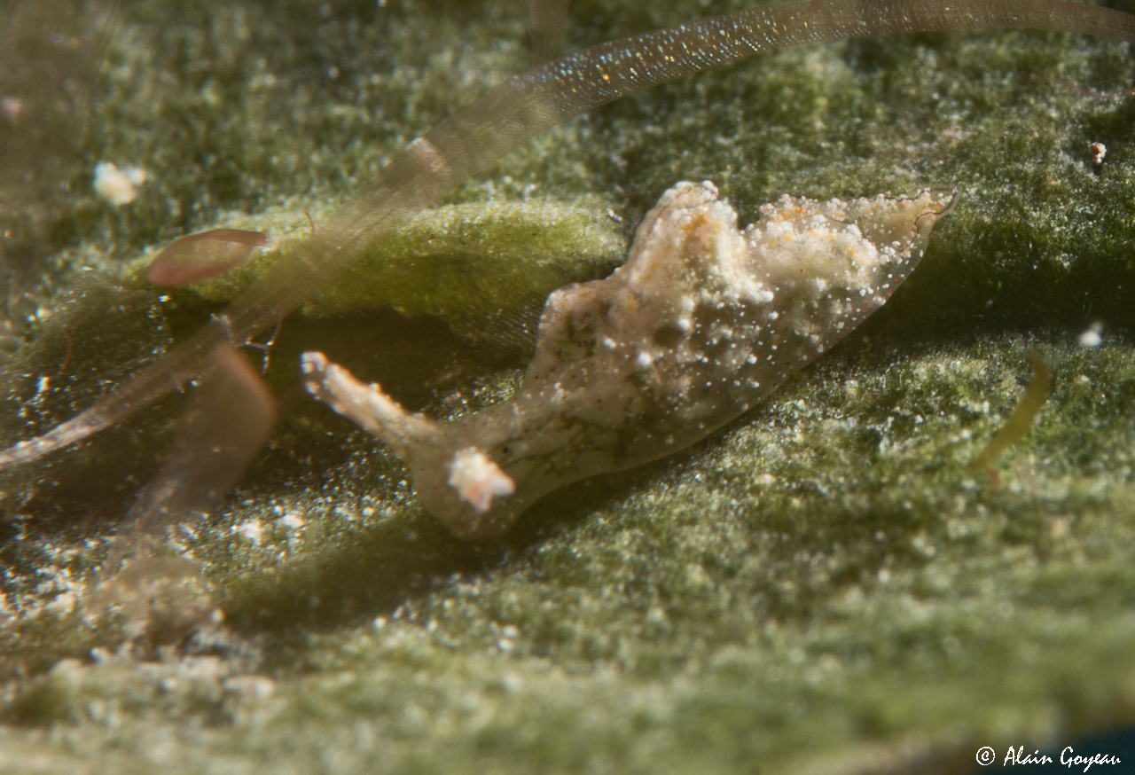 Elysia jibacoaensis