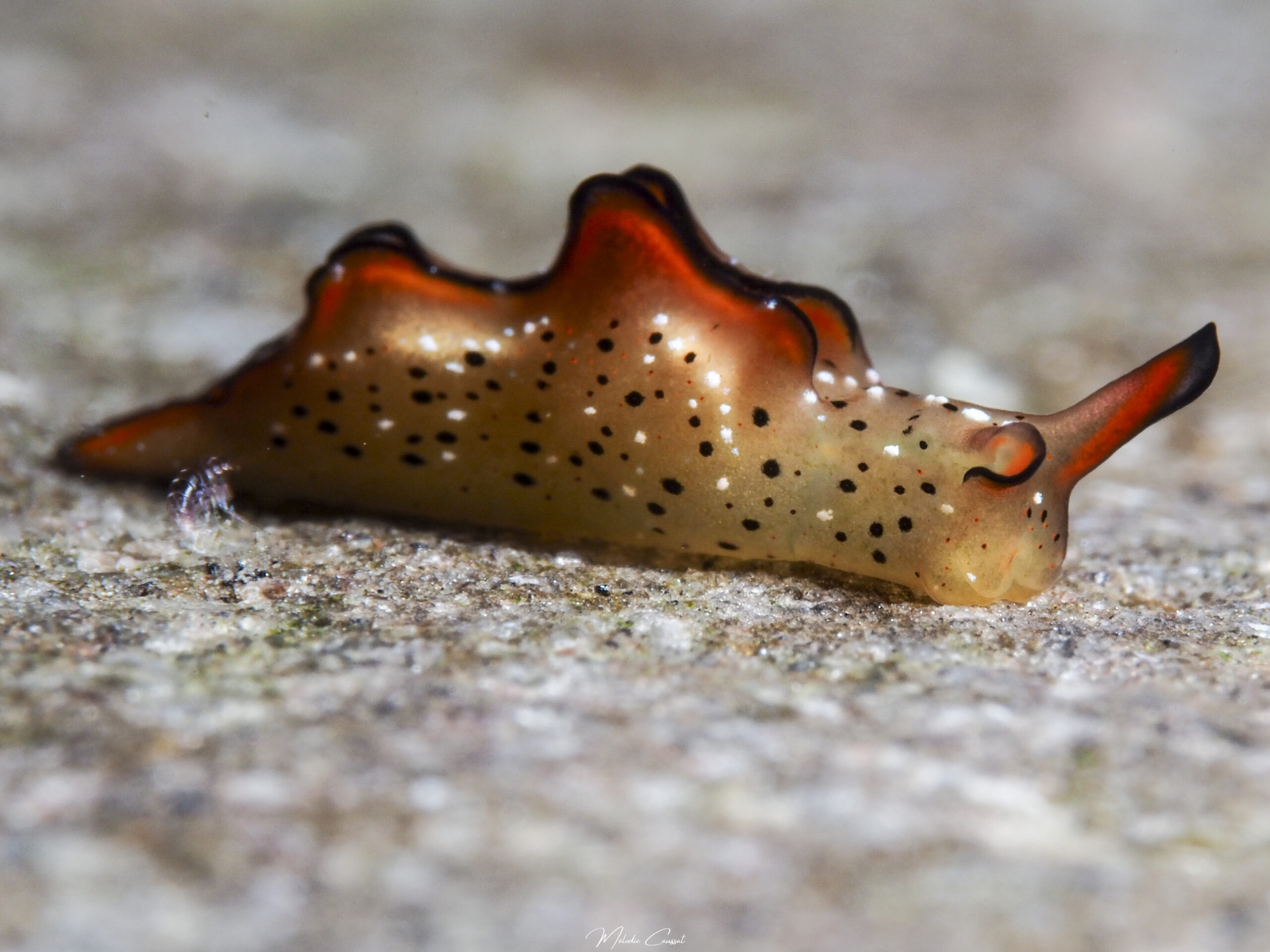 Elysia ornata