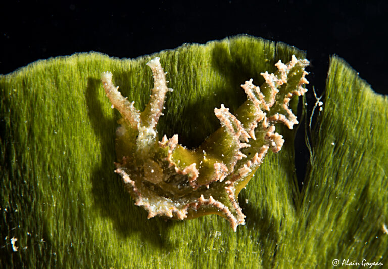 Elysia papillota