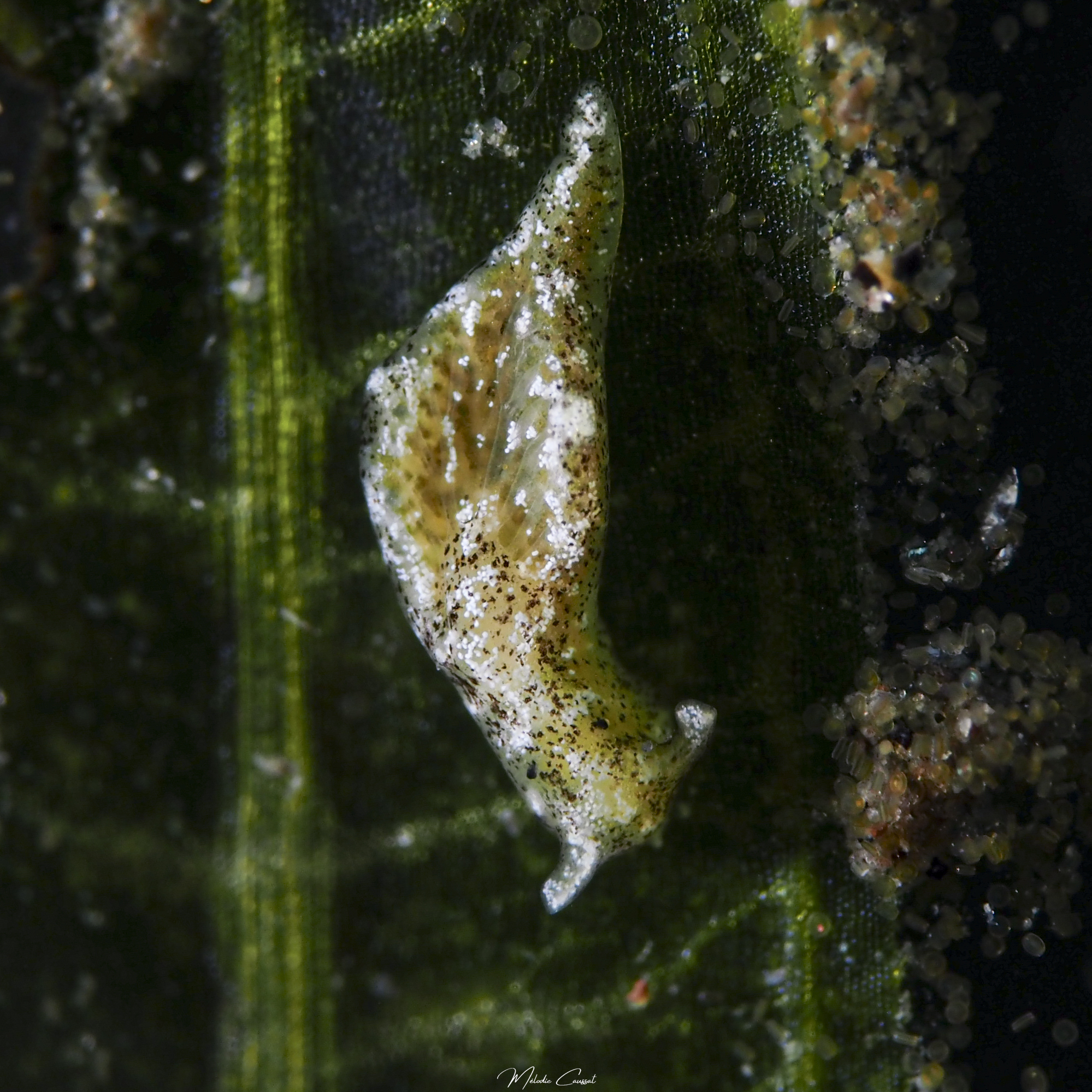 Elysia serca 