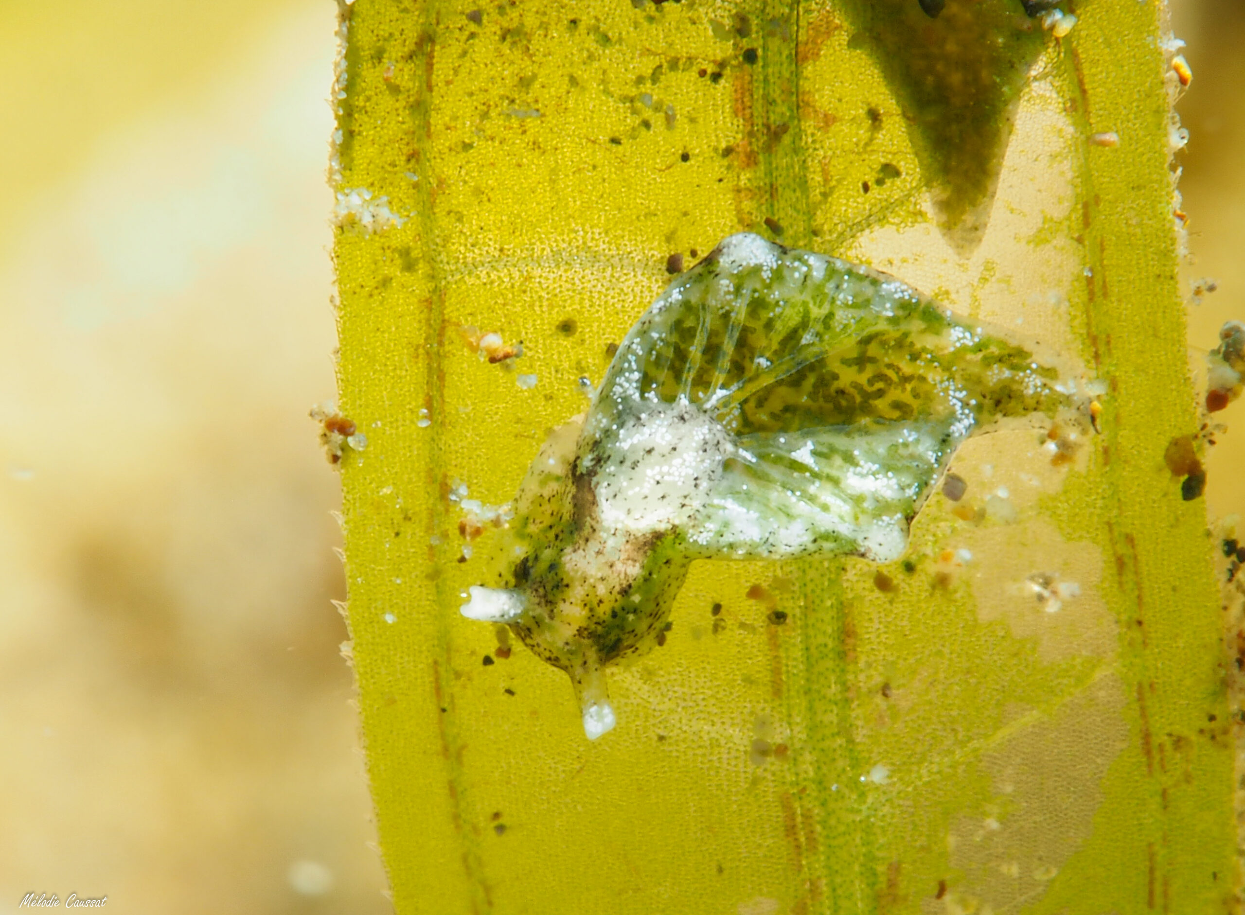Elysia serca 
