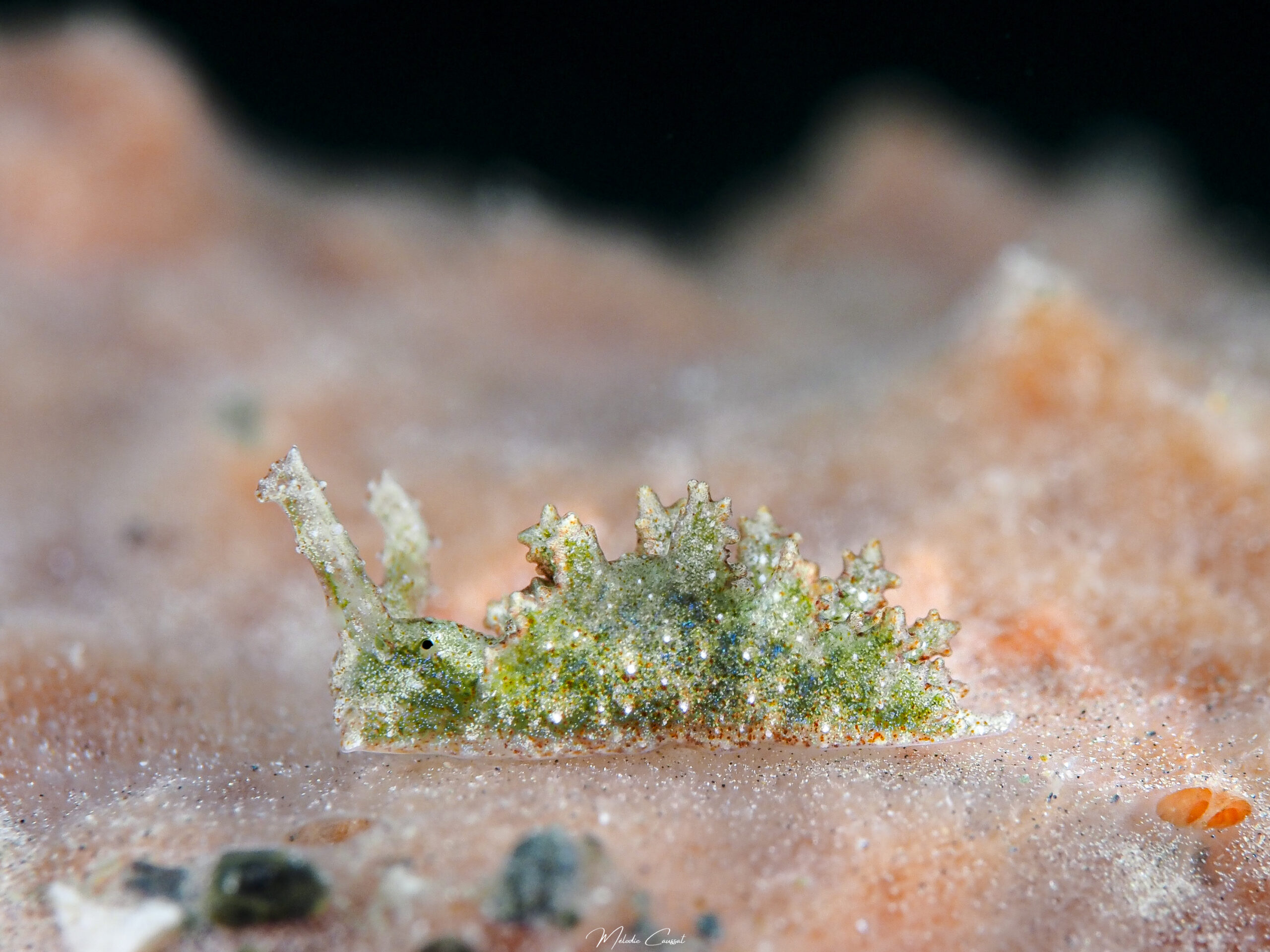 Elysia annedupontae
