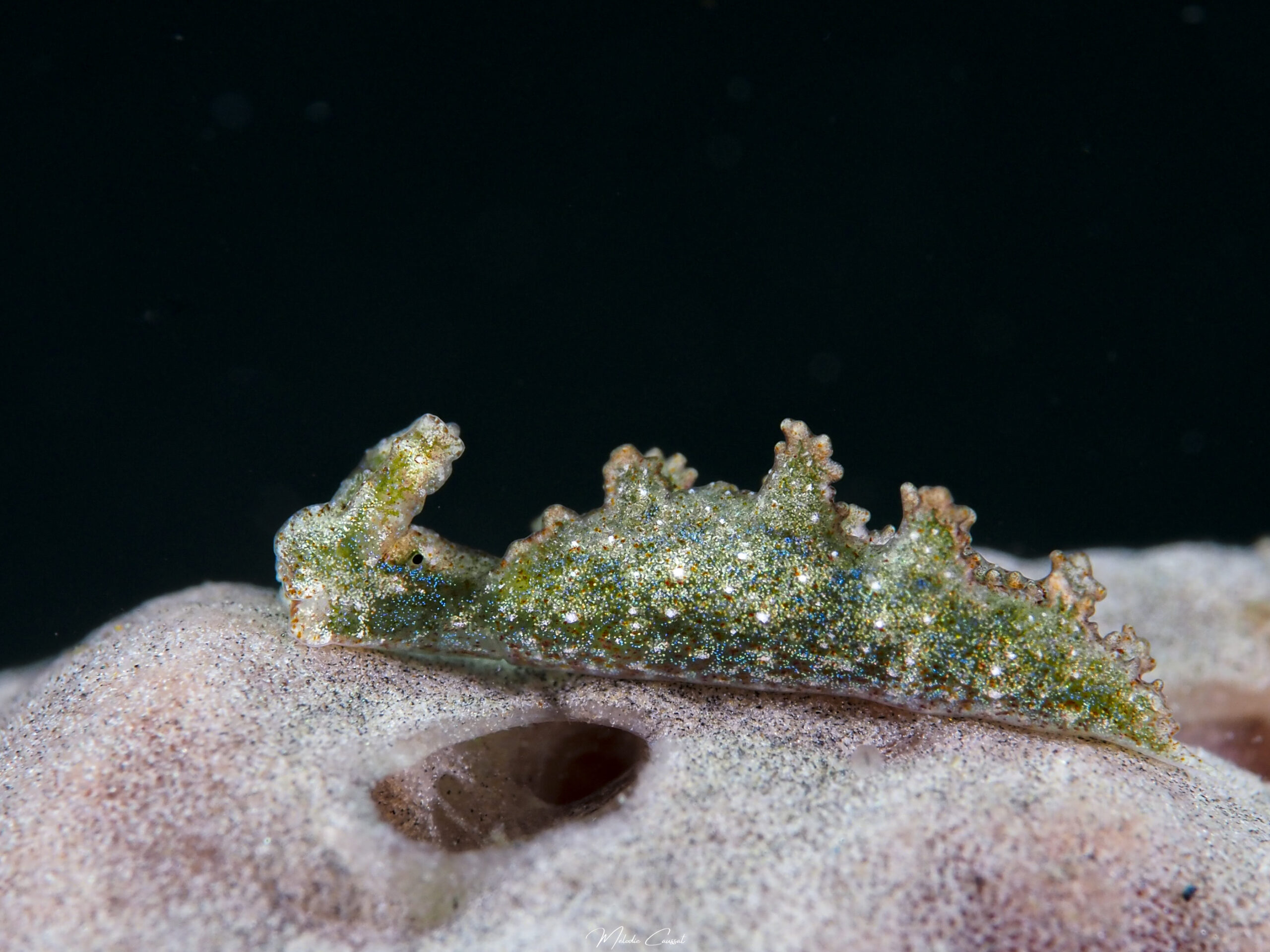 Elysia annedupontae