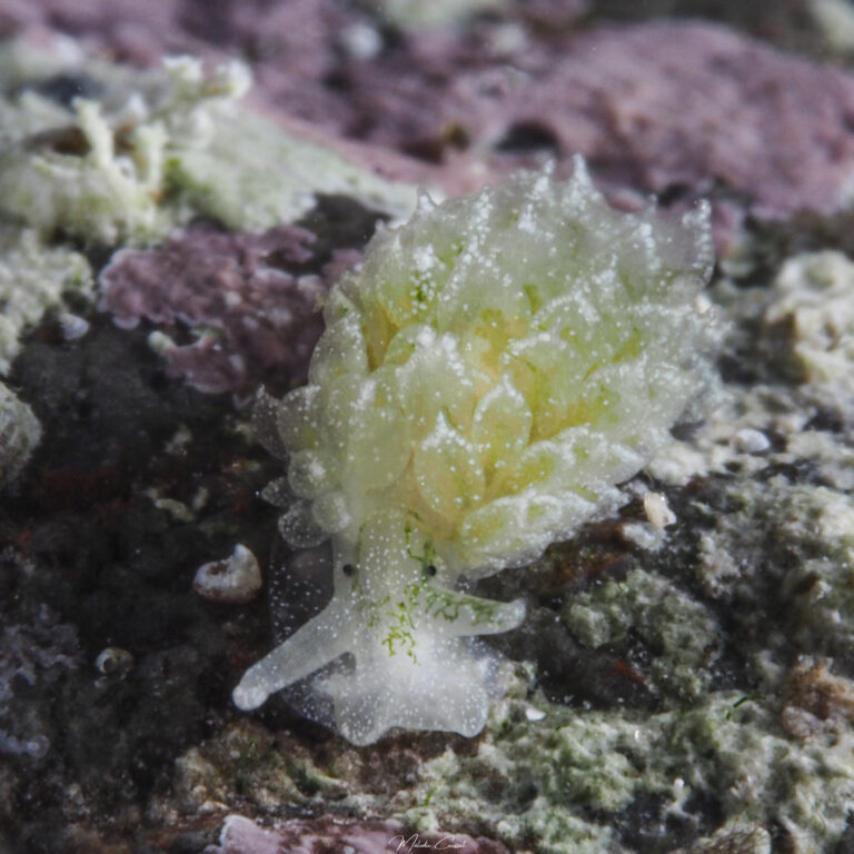 Ercolania coerulea