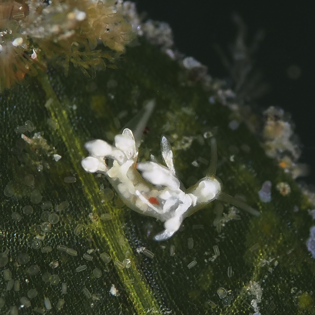 Eubranchus sp.